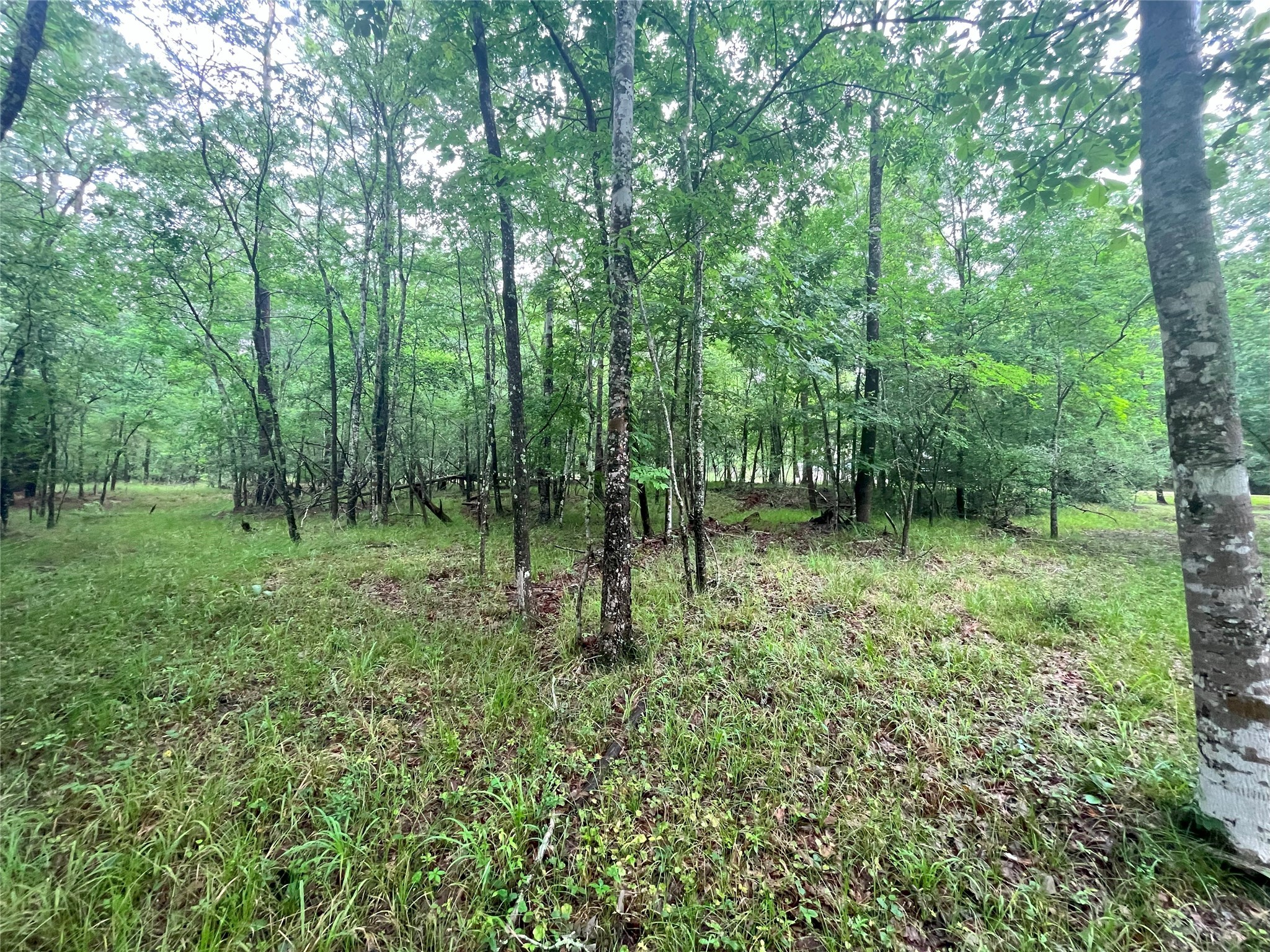 74 South Royale Greens Drive Coldspring, TX 77331 - Photo 3 of 12 Ready for you to build your dream home.