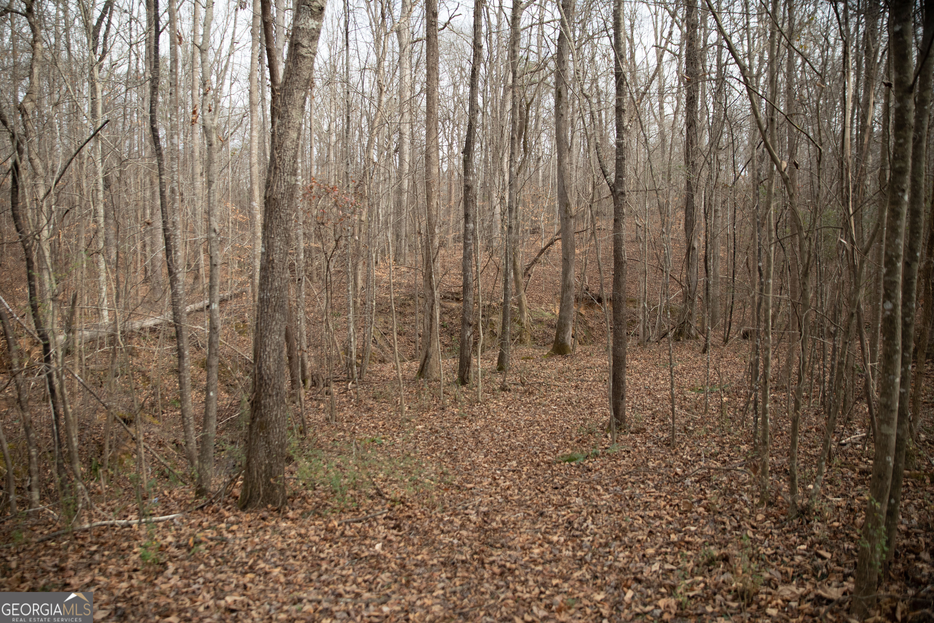 0 Kesler Carnesville, GA 30521 - Photo 4 of 6 a view of a backyard