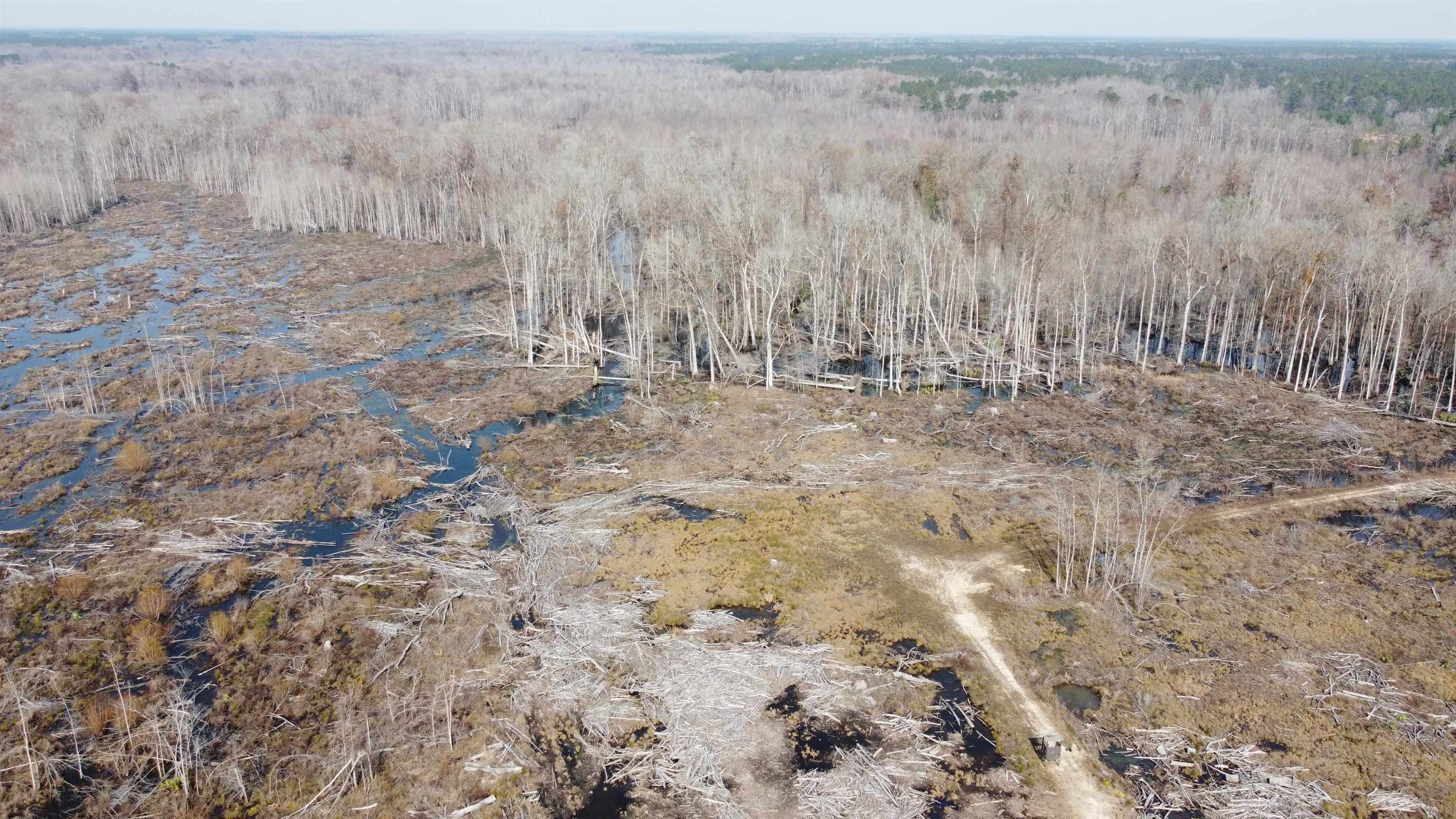 Tbd Tbd Hunters Chapel Road Smoaks, SC 29481 - Photo 17 of 59