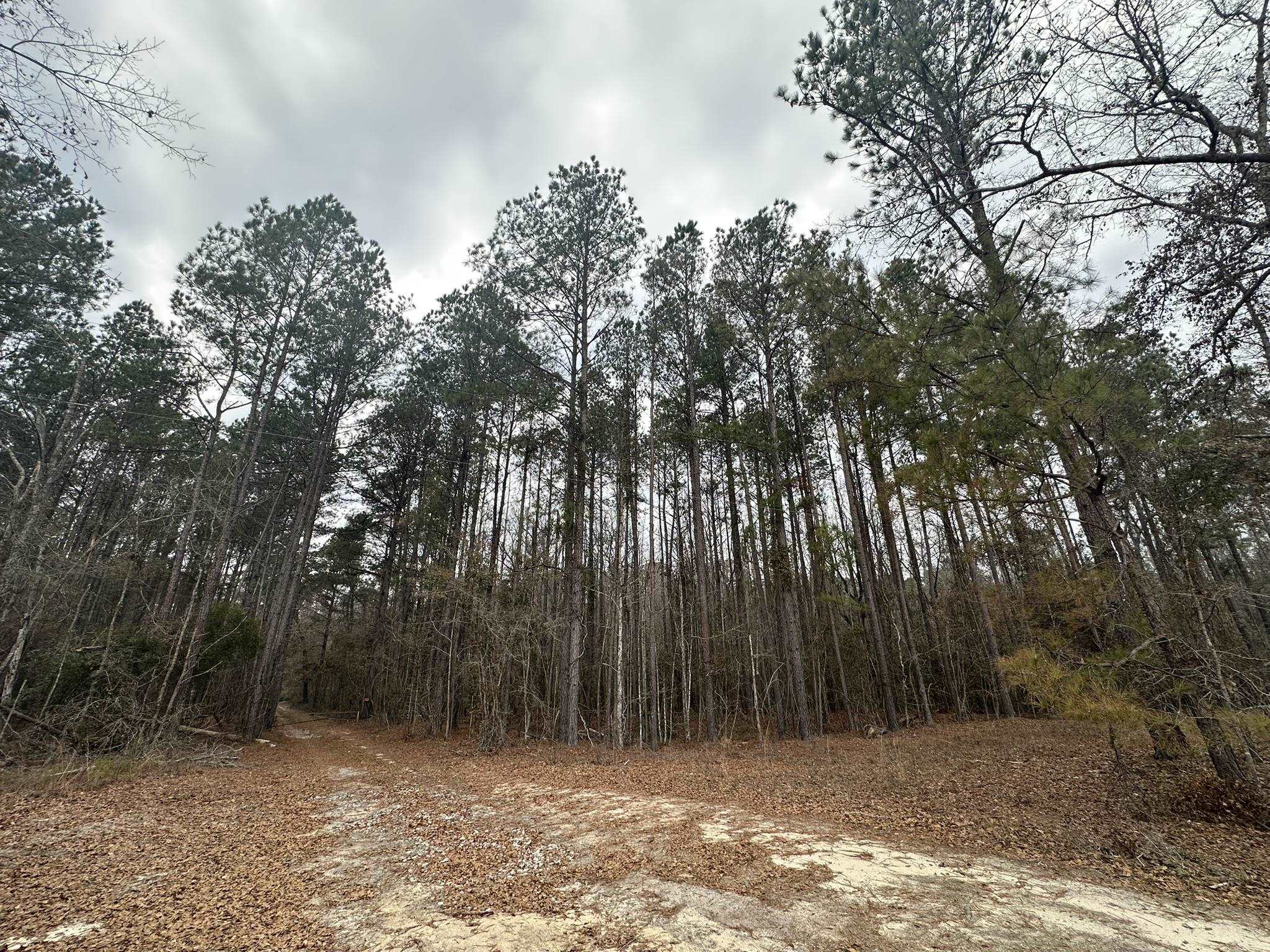 Tbd Tbd Hunters Chapel Road Smoaks, SC 29481 - Photo 20 of 59