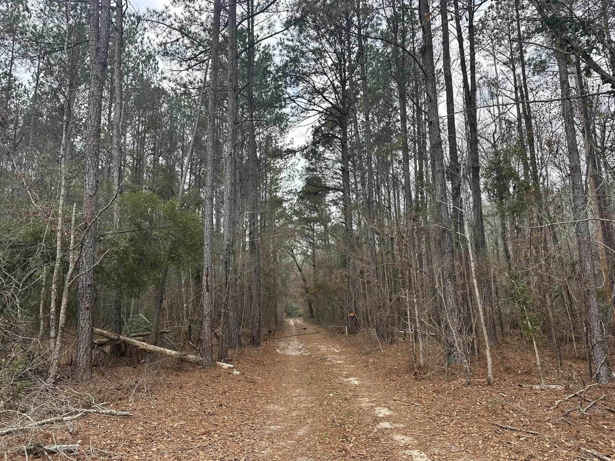 Tbd Tbd Hunters Chapel Road Smoaks, SC 29481 - Photo 22 of 59