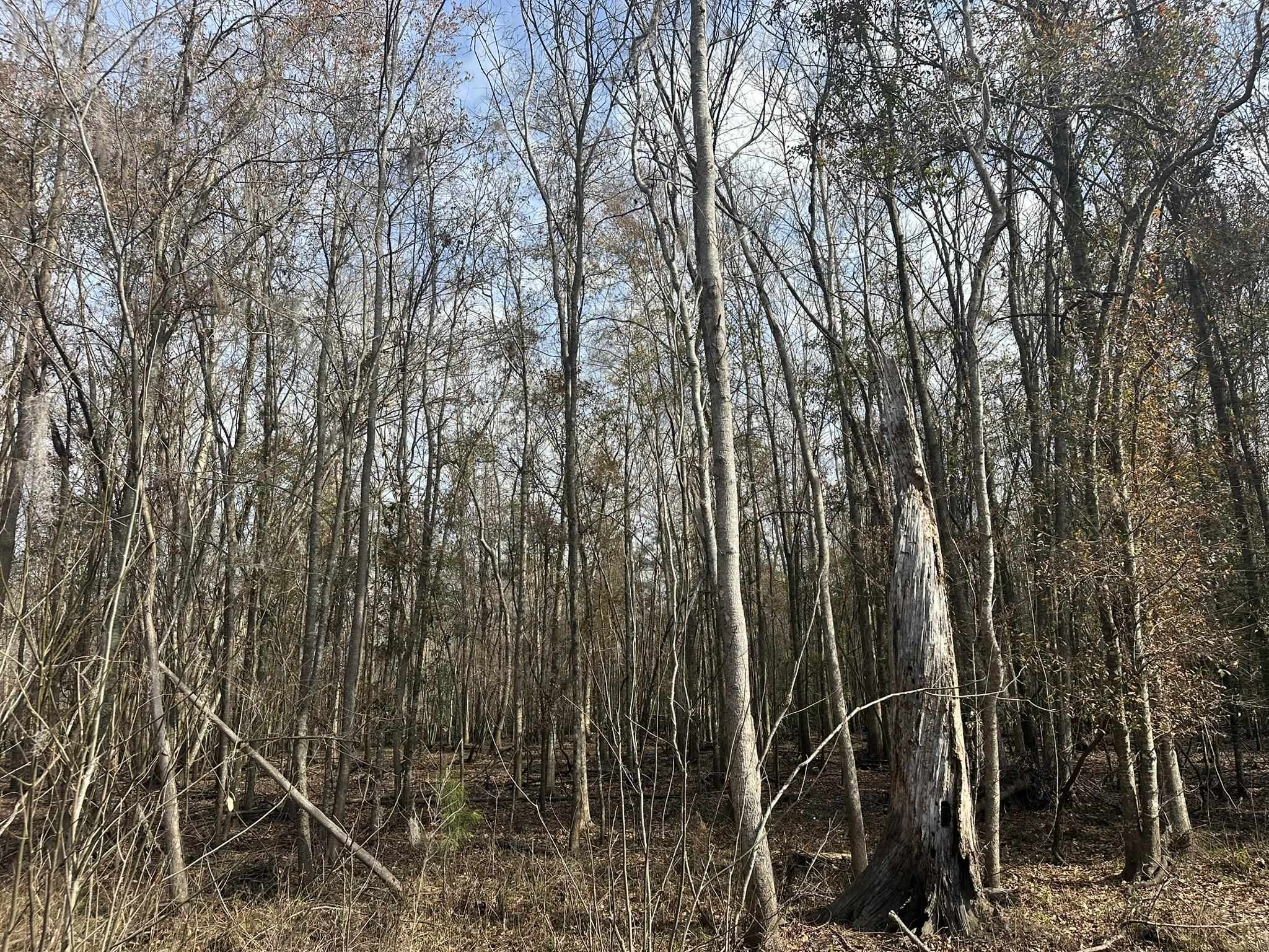 Tbd Tbd Hunters Chapel Road Smoaks, SC 29481 - Photo 31 of 59