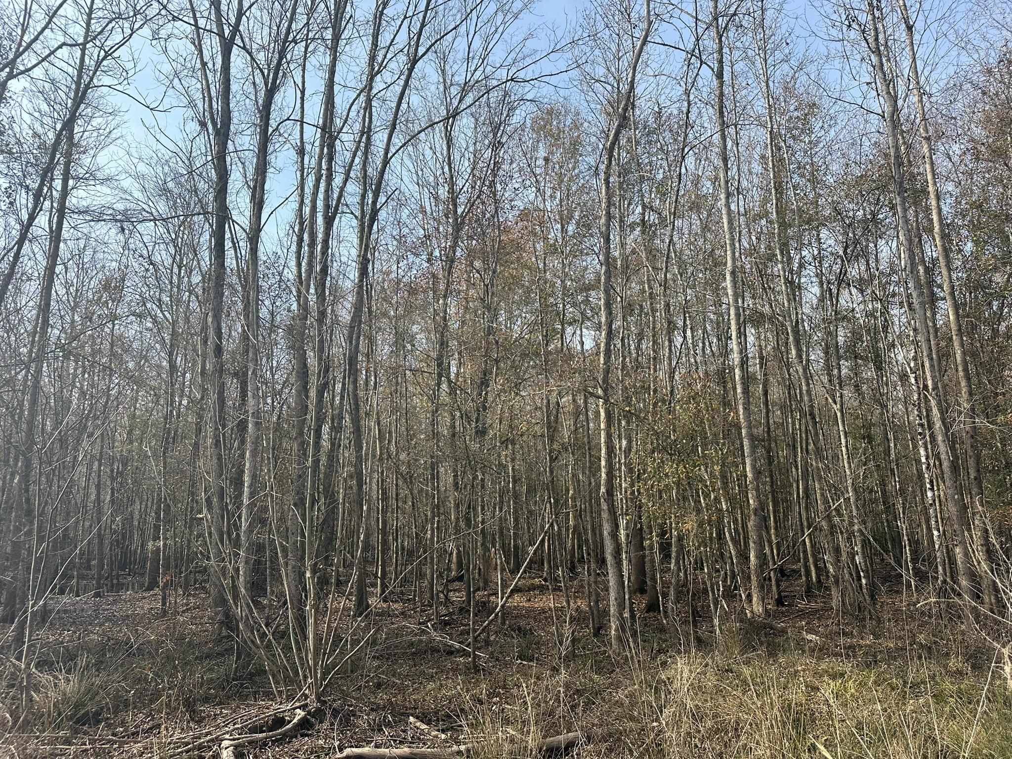 Tbd Tbd Hunters Chapel Road Smoaks, SC 29481 - Photo 34 of 59