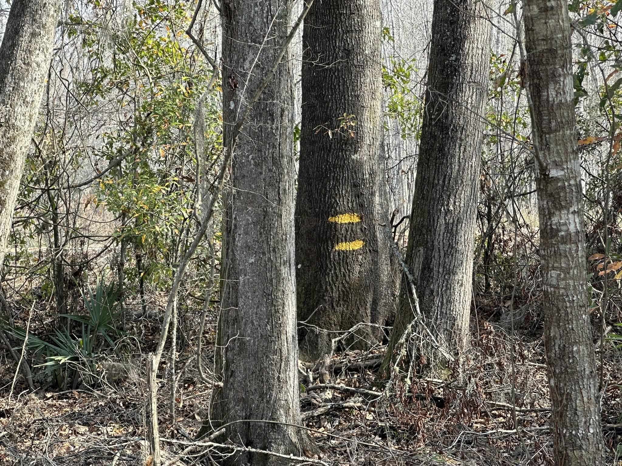 Tbd Tbd Hunters Chapel Road Smoaks, SC 29481 - Photo 35 of 59