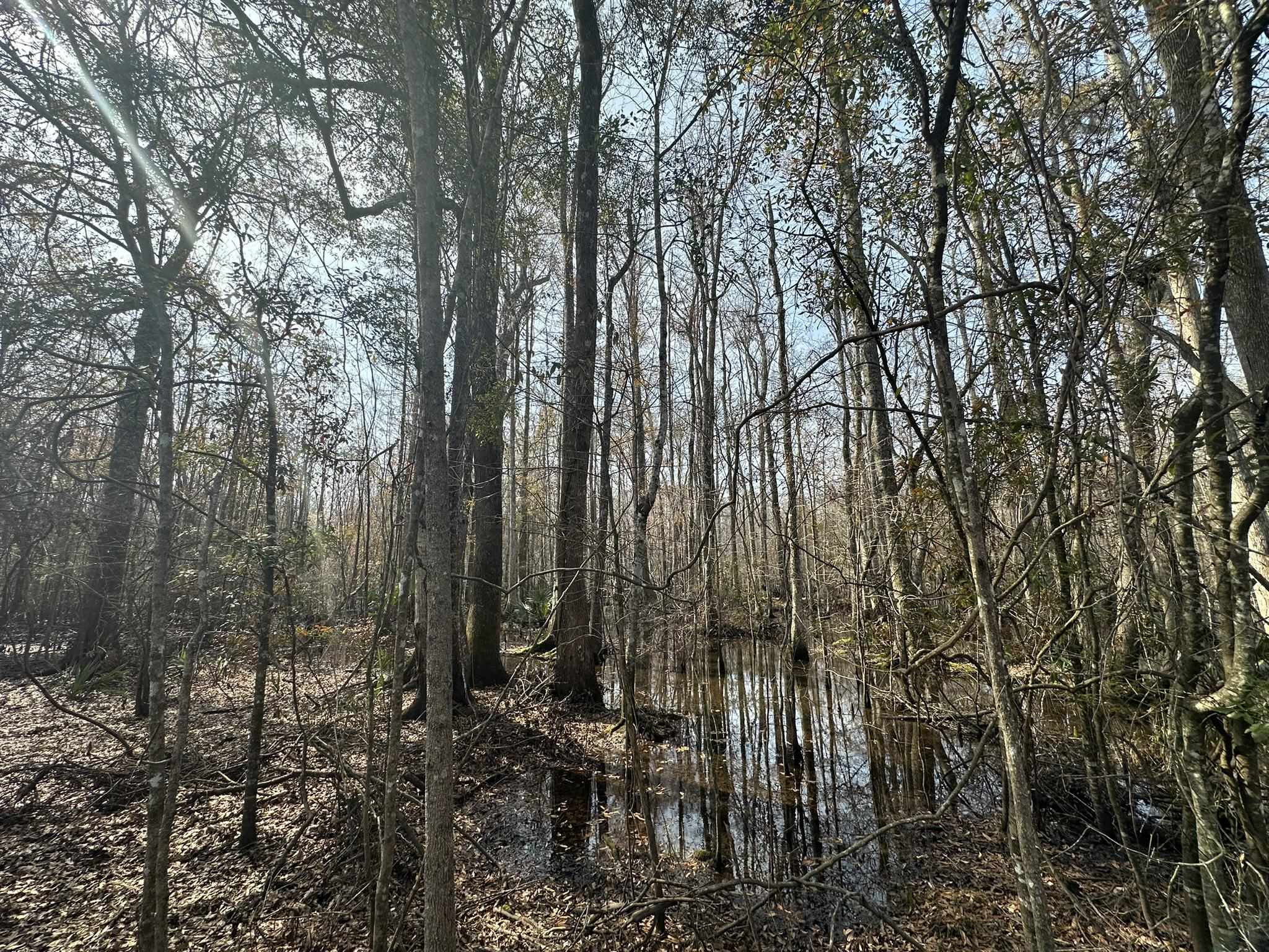 Tbd Tbd Hunters Chapel Road Smoaks, SC 29481 - Photo 41 of 59