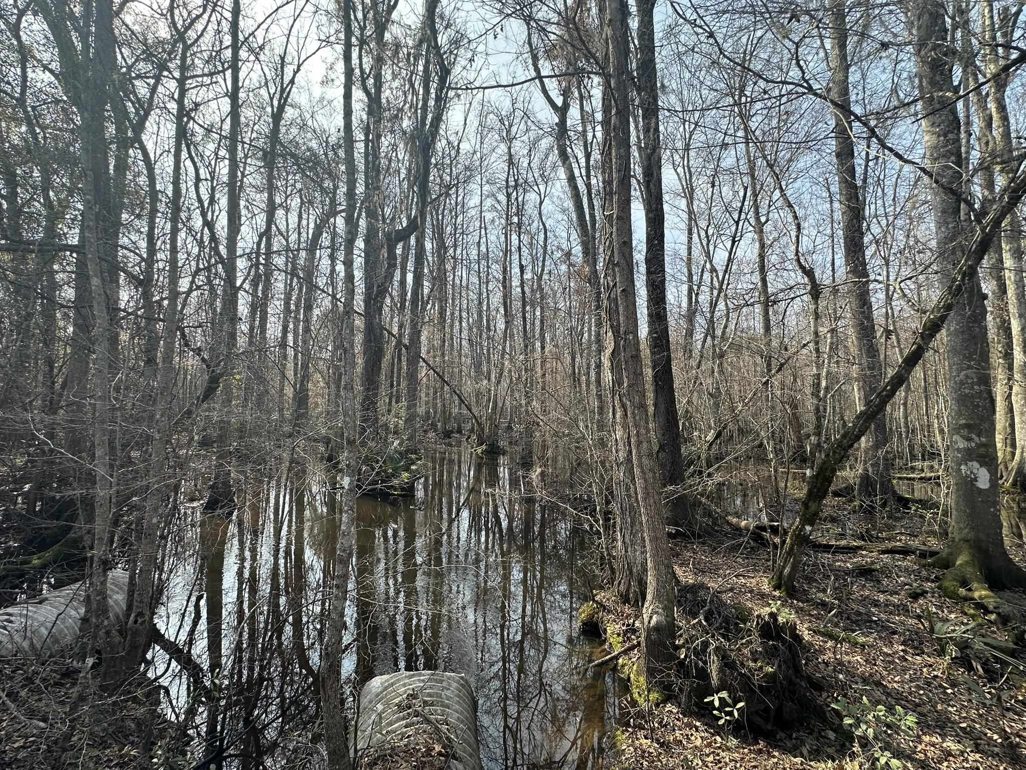 Tbd Tbd Hunters Chapel Road Smoaks, SC 29481 - Photo 42 of 59