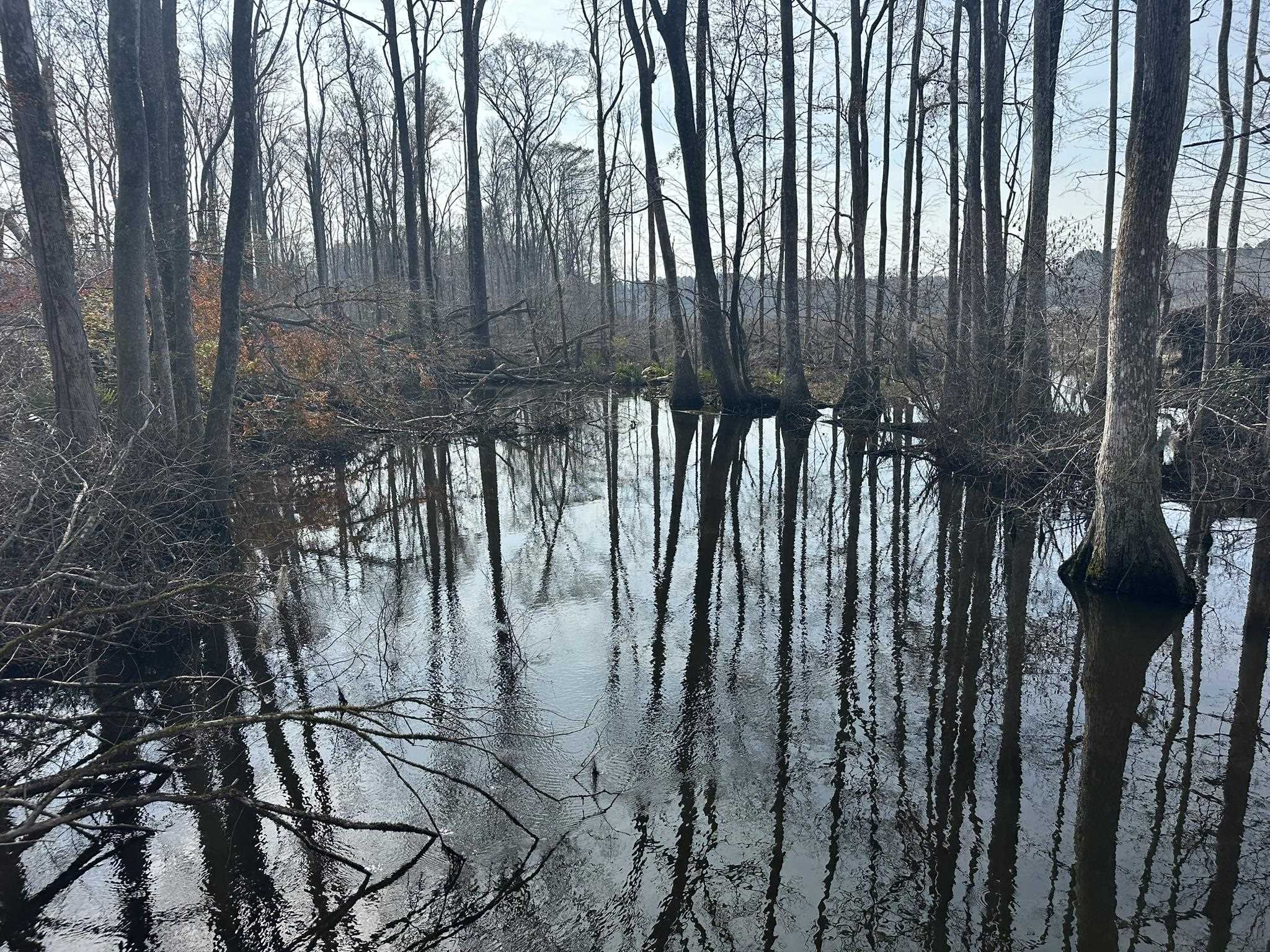 Tbd Tbd Hunters Chapel Road Smoaks, SC 29481 - Photo 46 of 59