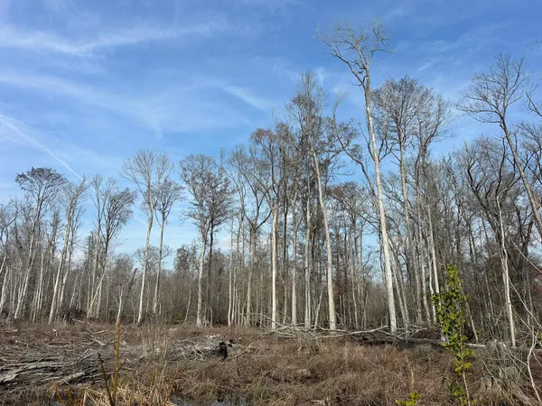 $1,795,000 | Tbd Tbd Hunters Chapel Road, Smoaks, SC 29481
