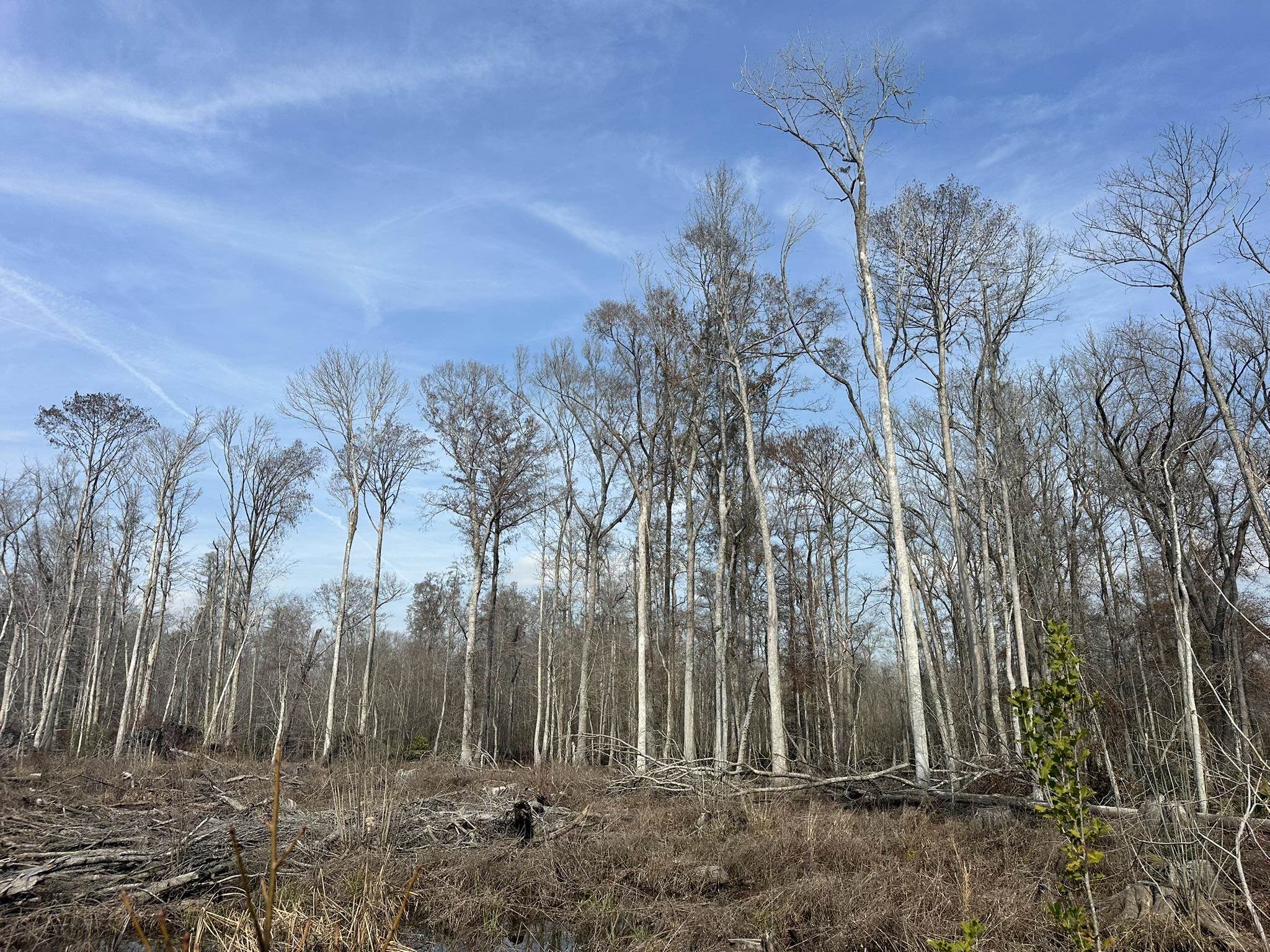 Tbd Tbd Hunters Chapel Road Smoaks, SC 29481 - Photo 49 of 59