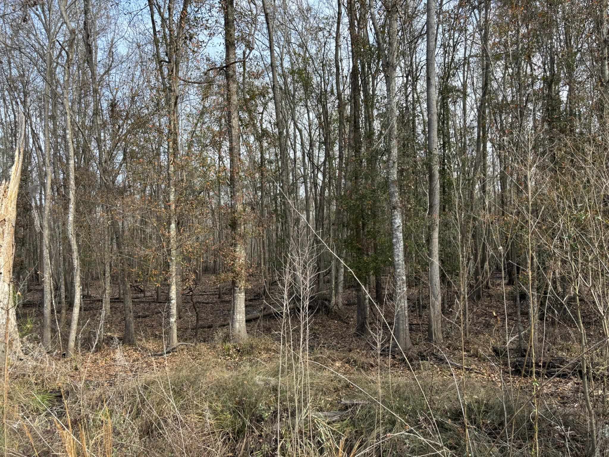 Tbd Tbd Hunters Chapel Road Smoaks, SC 29481 - Photo 53 of 59