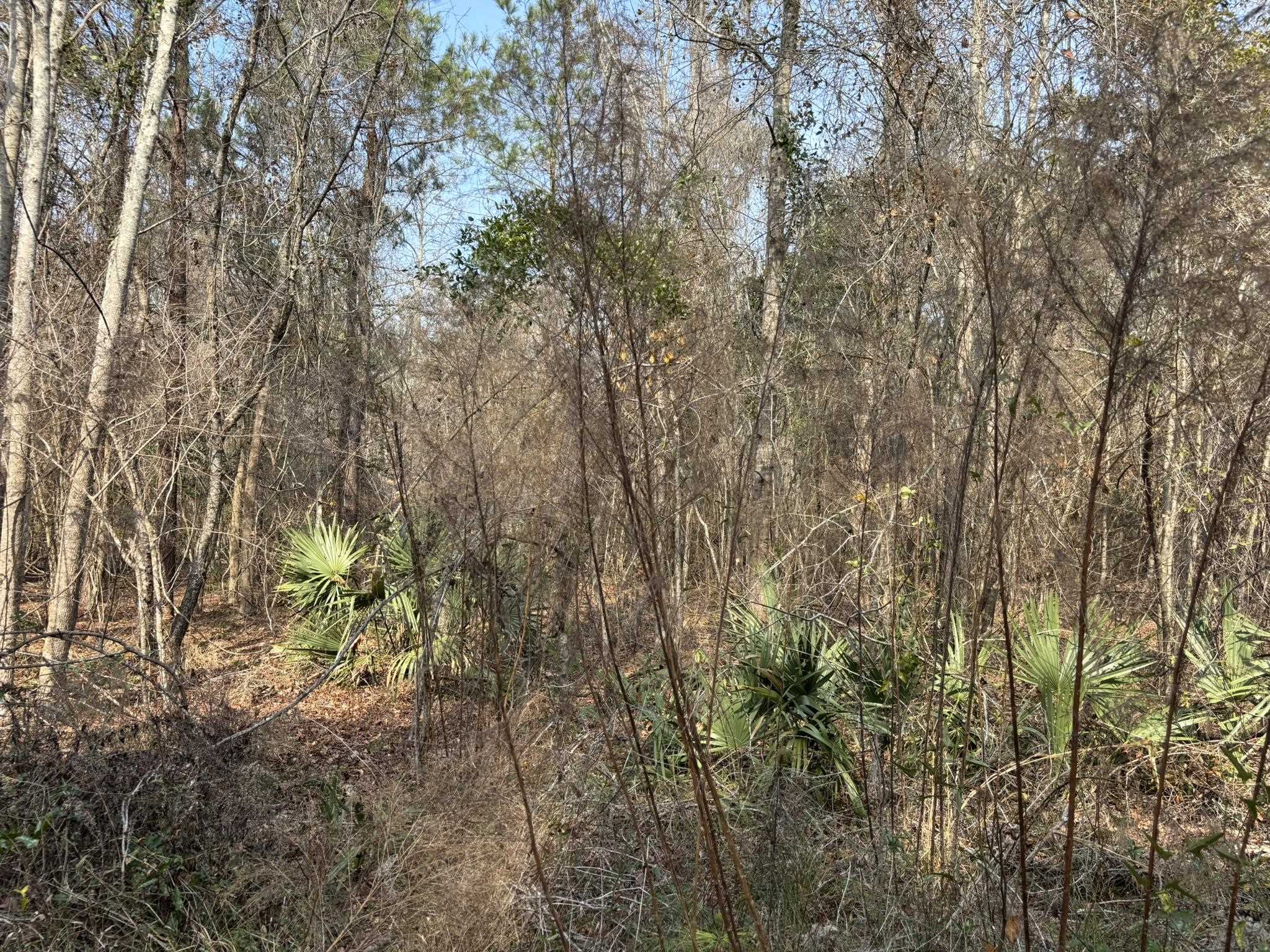 Tbd Tbd Hunters Chapel Road Smoaks, SC 29481 - Photo 54 of 59