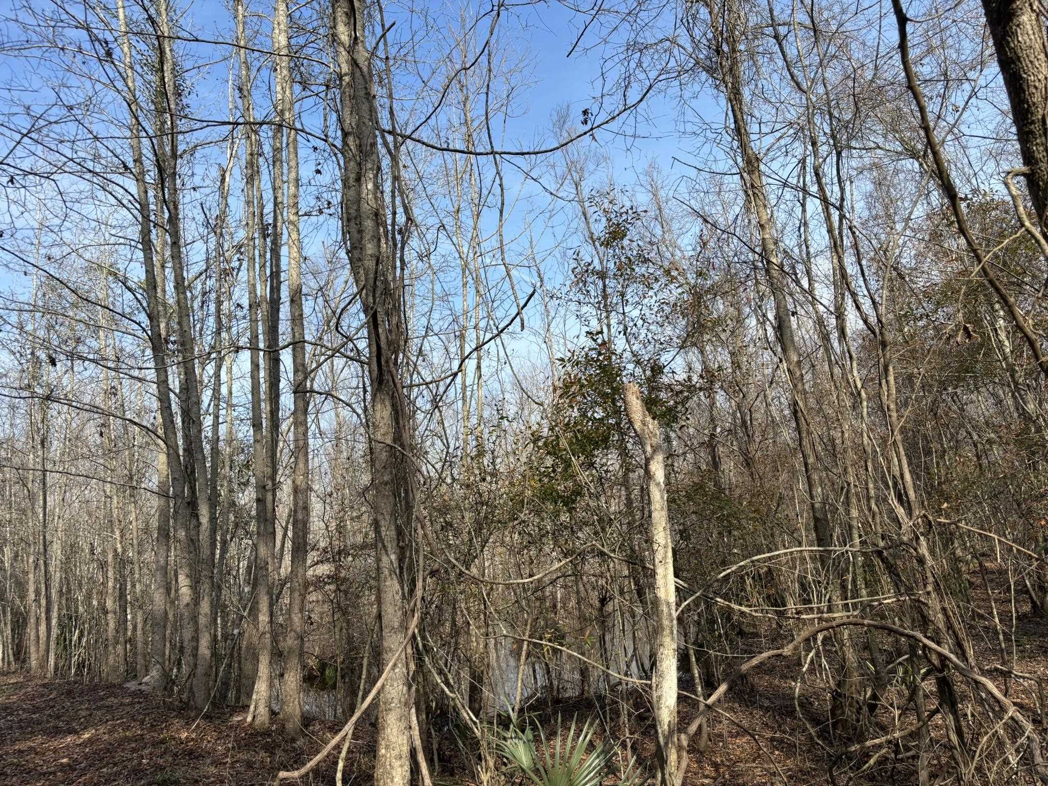 Tbd Tbd Hunters Chapel Road Smoaks, SC 29481 - Photo 57 of 59