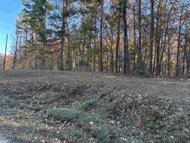 a view of dirt yard with large trees