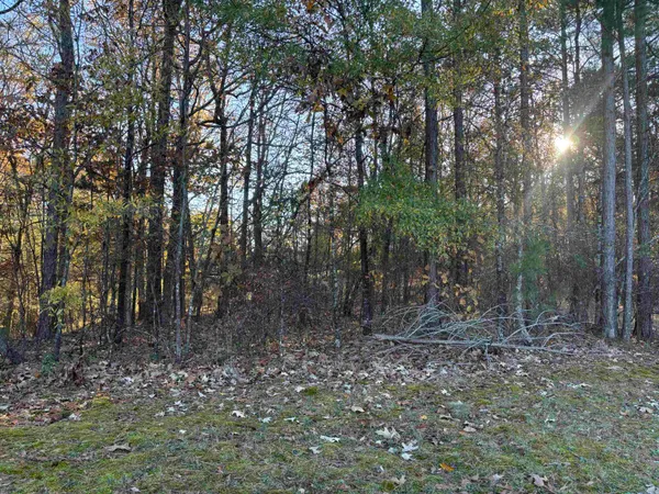 a view of a forest with trees in the background