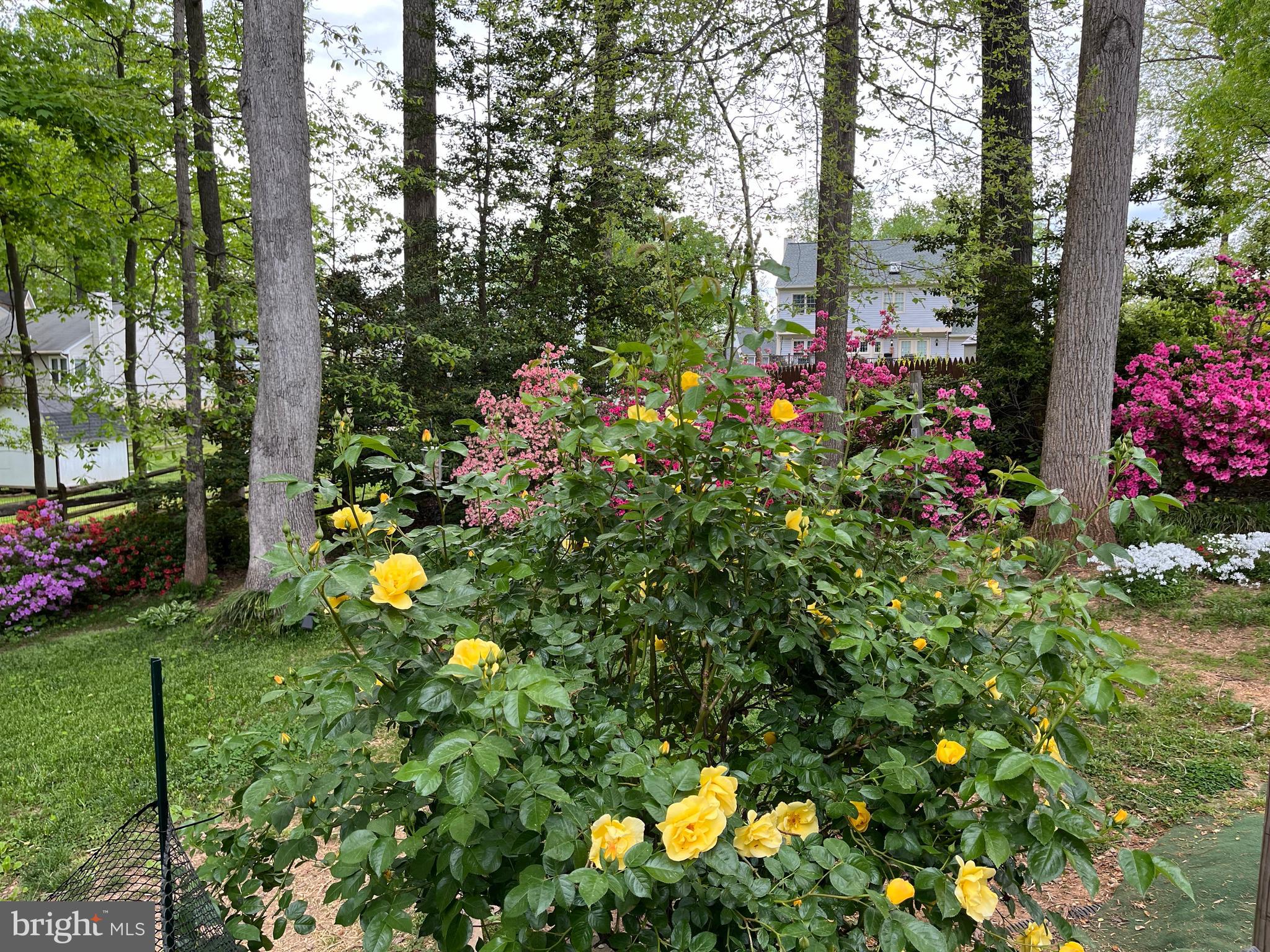 233 Choptank Road Stafford, VA 22556 - Photo 60 of 65 a view of a tree in a yard with potted plants