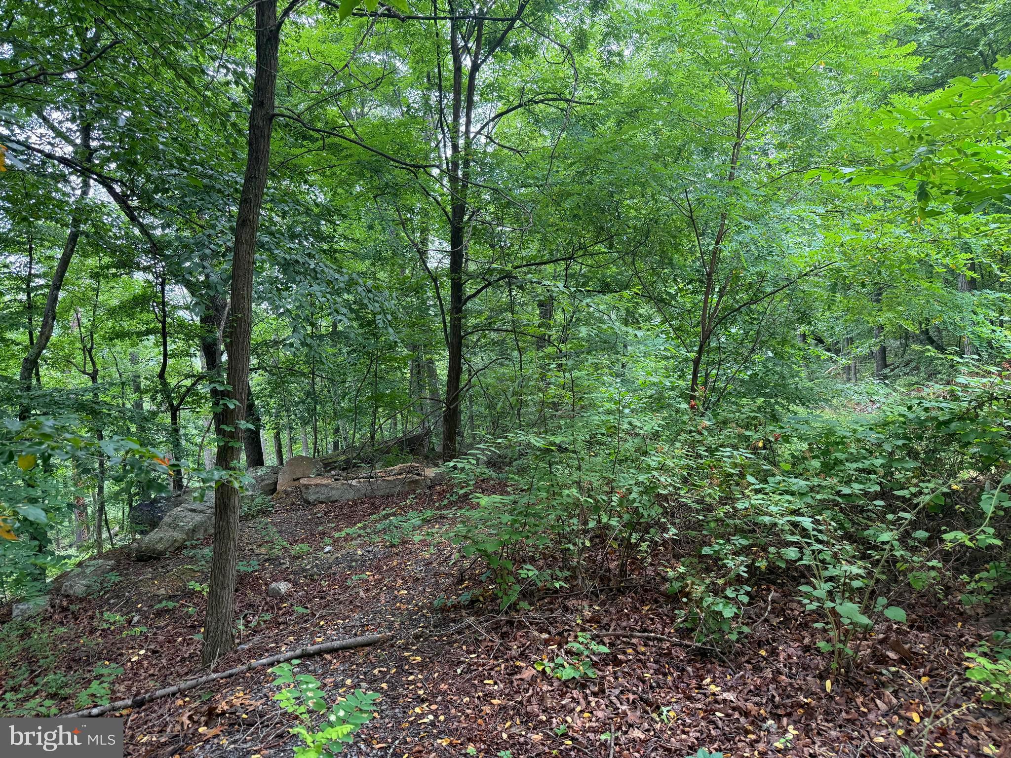 Tr D-15 Deer Path Road Augusta, WV 26704 - Photo 12 of 12