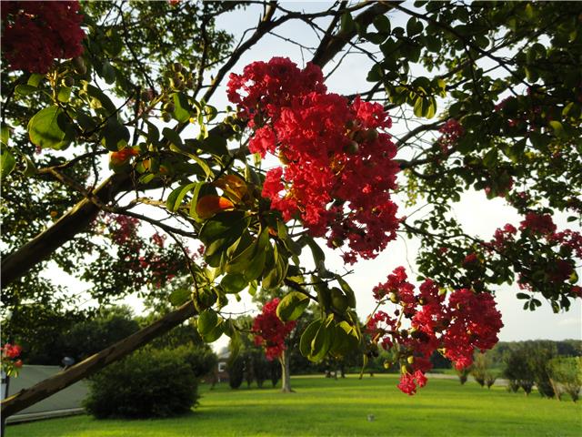 63 Overnack Road Lawrenceburg, TN 38464 - Photo 19 of 20 Beautiful blooming Crepe Myrtle