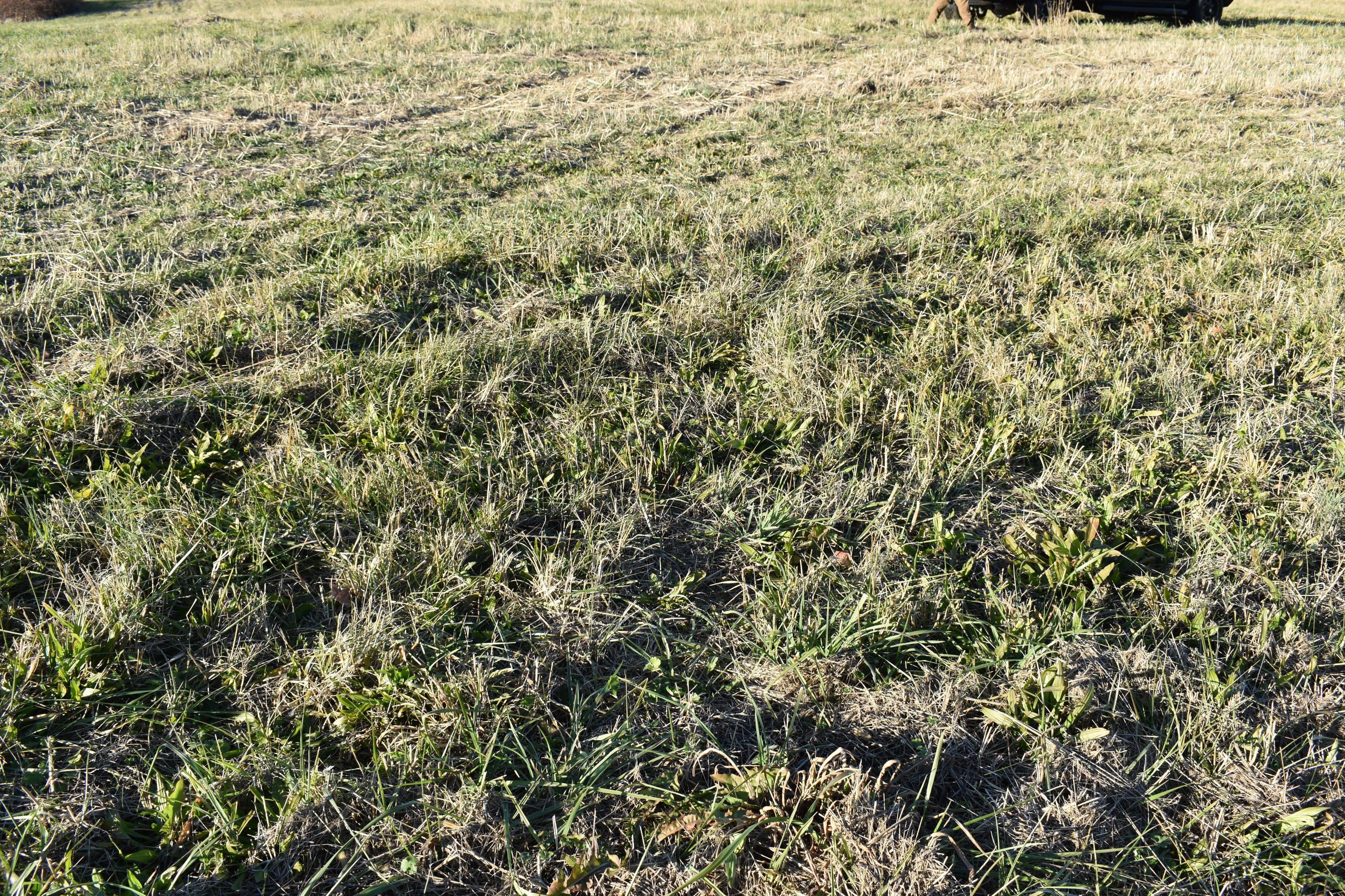 Lot 7 McCleary Road Sevierville, TN 37876 - Photo 2 of 2 DSC_0006