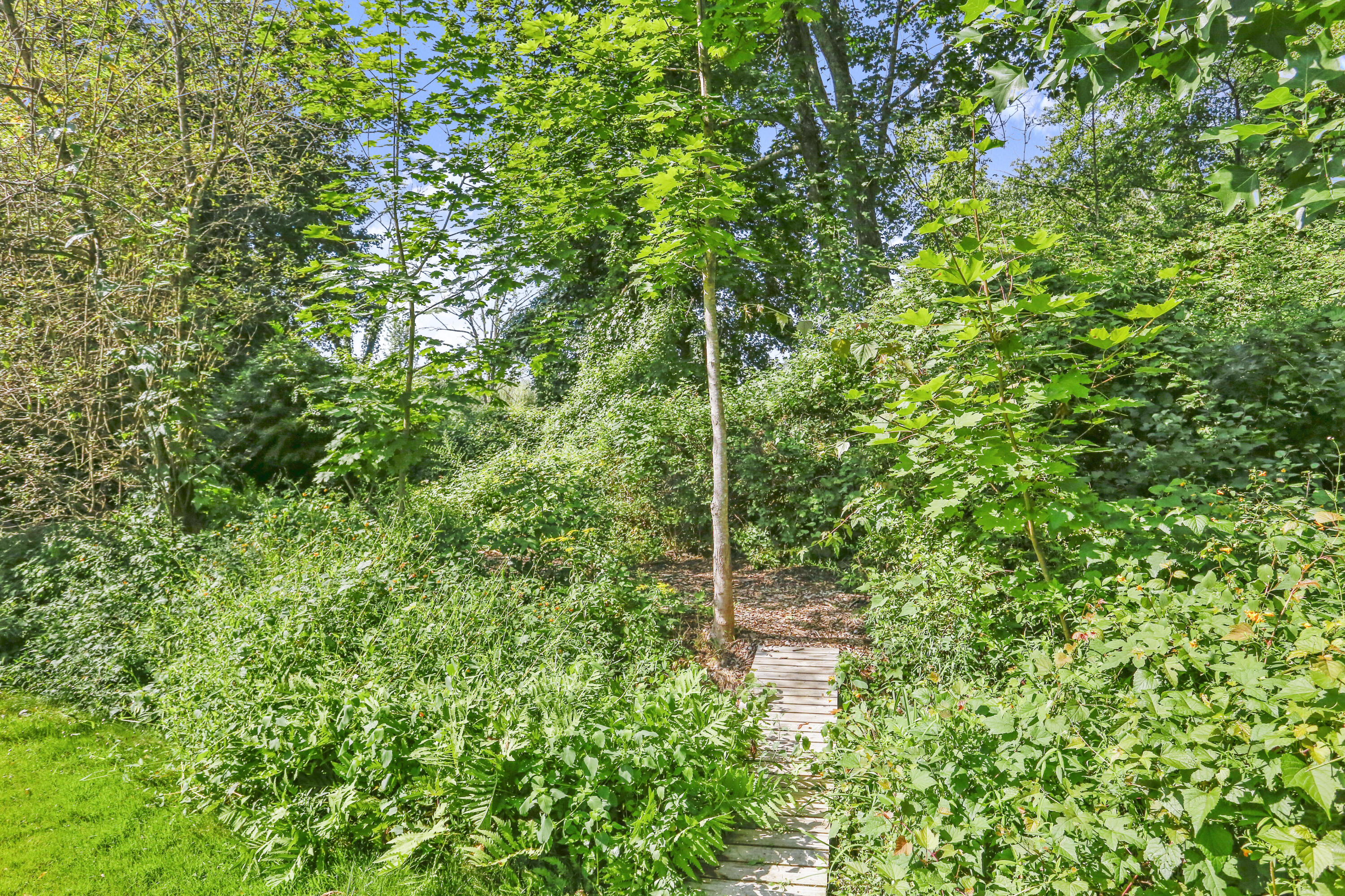 110 Sleepy Hollow Road New Canaan, CT 06840 - Photo 42 of 47 a view of a forest with a tree