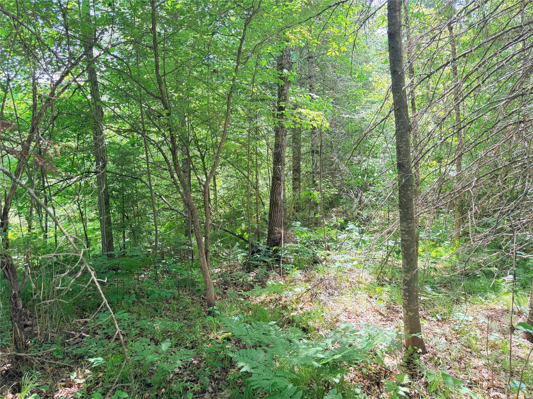 0 Boat Landing Road Ladysmith, WI 54848 - Photo 10 of 14 Gallery Image 10