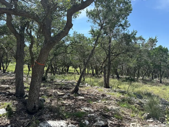 a view of a forest with trees