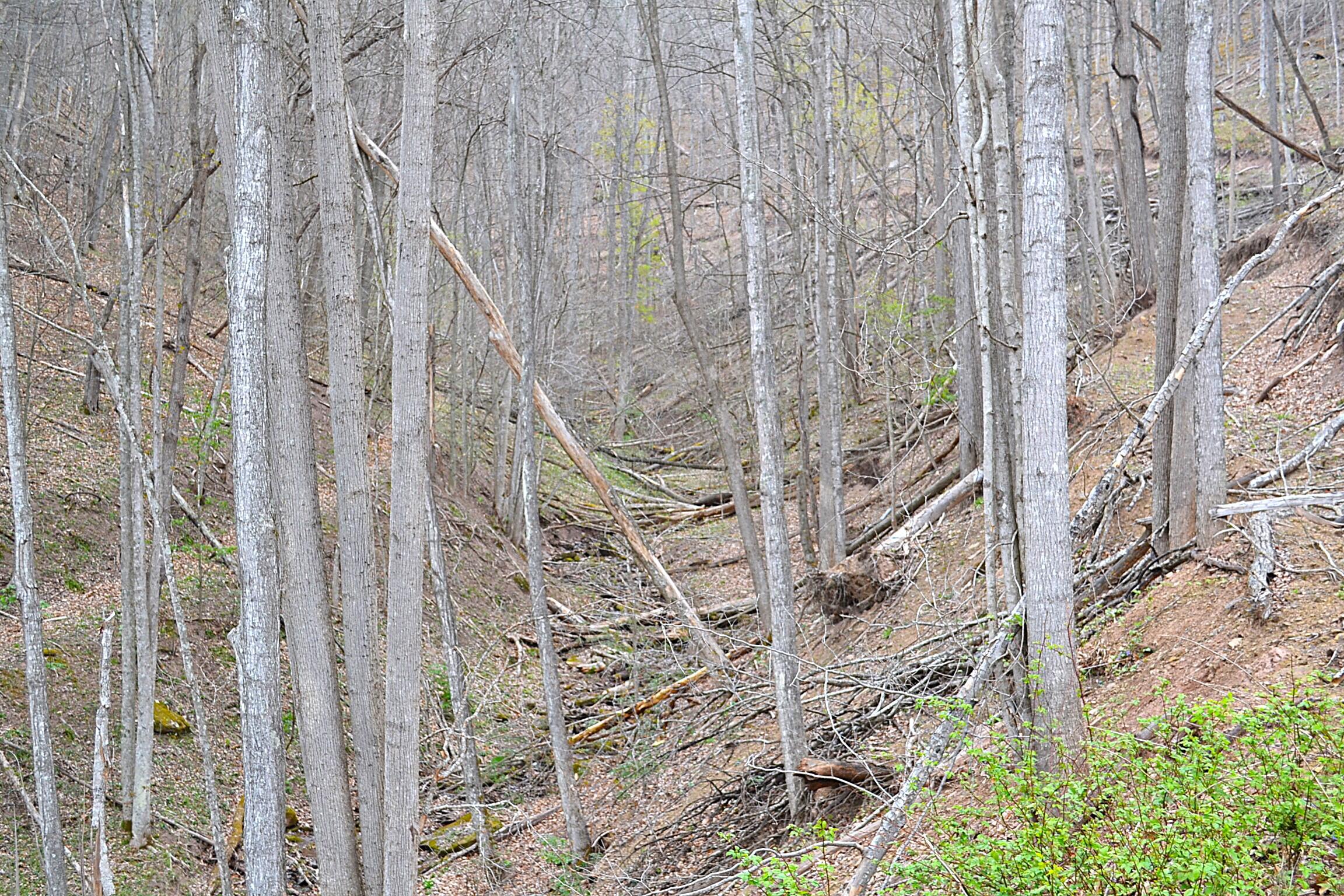 Snake Run Road Alderson, WV 24910 - Photo 17 of 24 Land View
