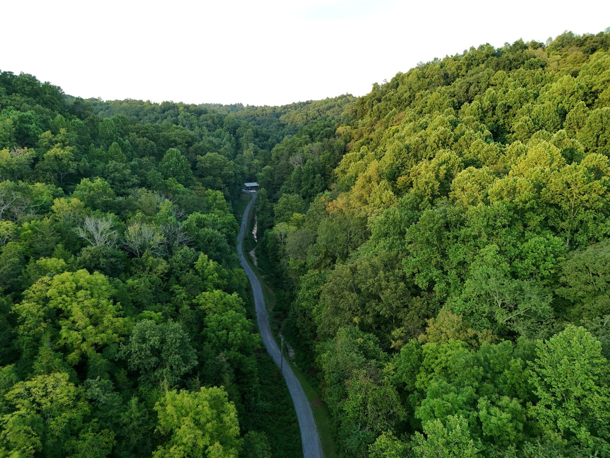 778 Jones Hollow Road Woodbury, TN 37190 - Photo 14 of 19 a view of a green yard with large trees