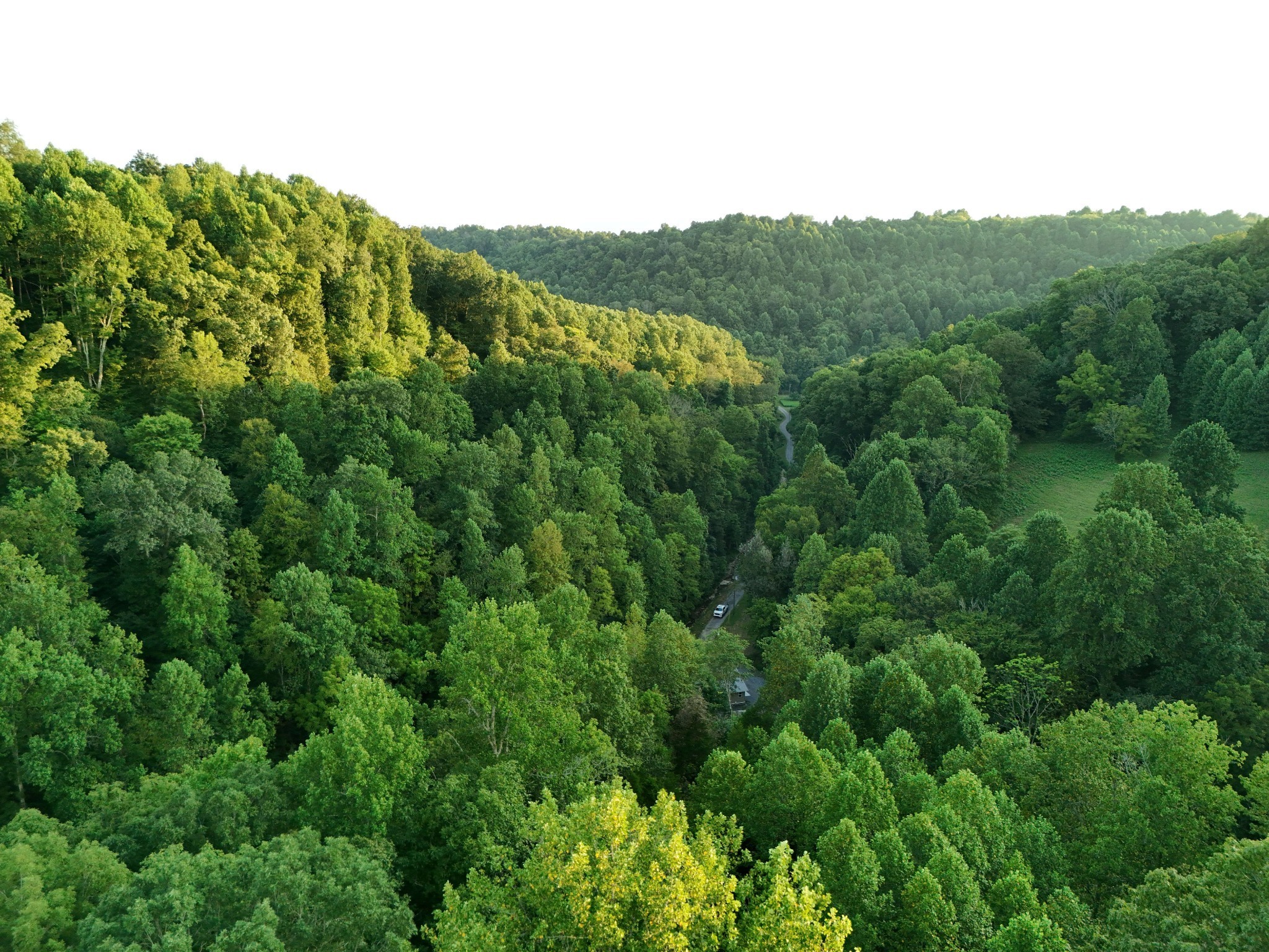 778 Jones Hollow Road Woodbury, TN 37190 - Photo 16 of 19 a view of a lush green forest with trees in the background
