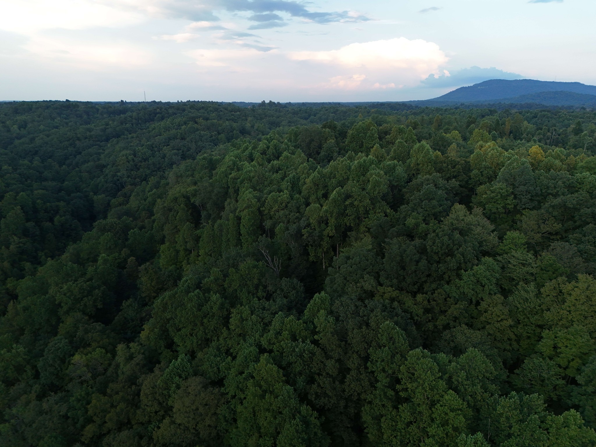 778 Jones Hollow Road Woodbury, TN 37190 - Photo 17 of 19 a view of a lush green forest with lots of trees