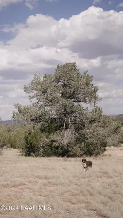 a view of a dry yard with trees