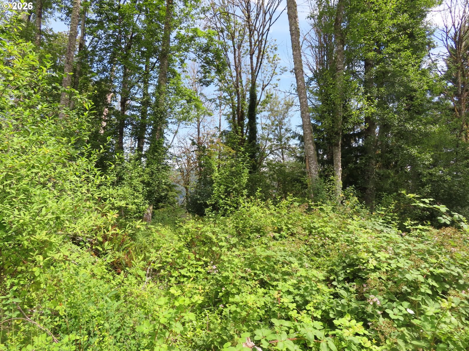 Coleman Road Mossyrock, WA 98564 - Photo 13 of 22