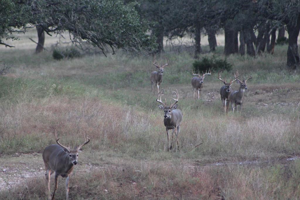27 Blackjack Ranch Road, Unit 27 Harper, TX 78631 - Photo 1 of 10 Main View