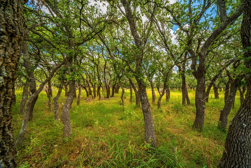 27 Blackjack Ranch Road, Unit 27 Harper, TX 78631 - Photo 5 of 10