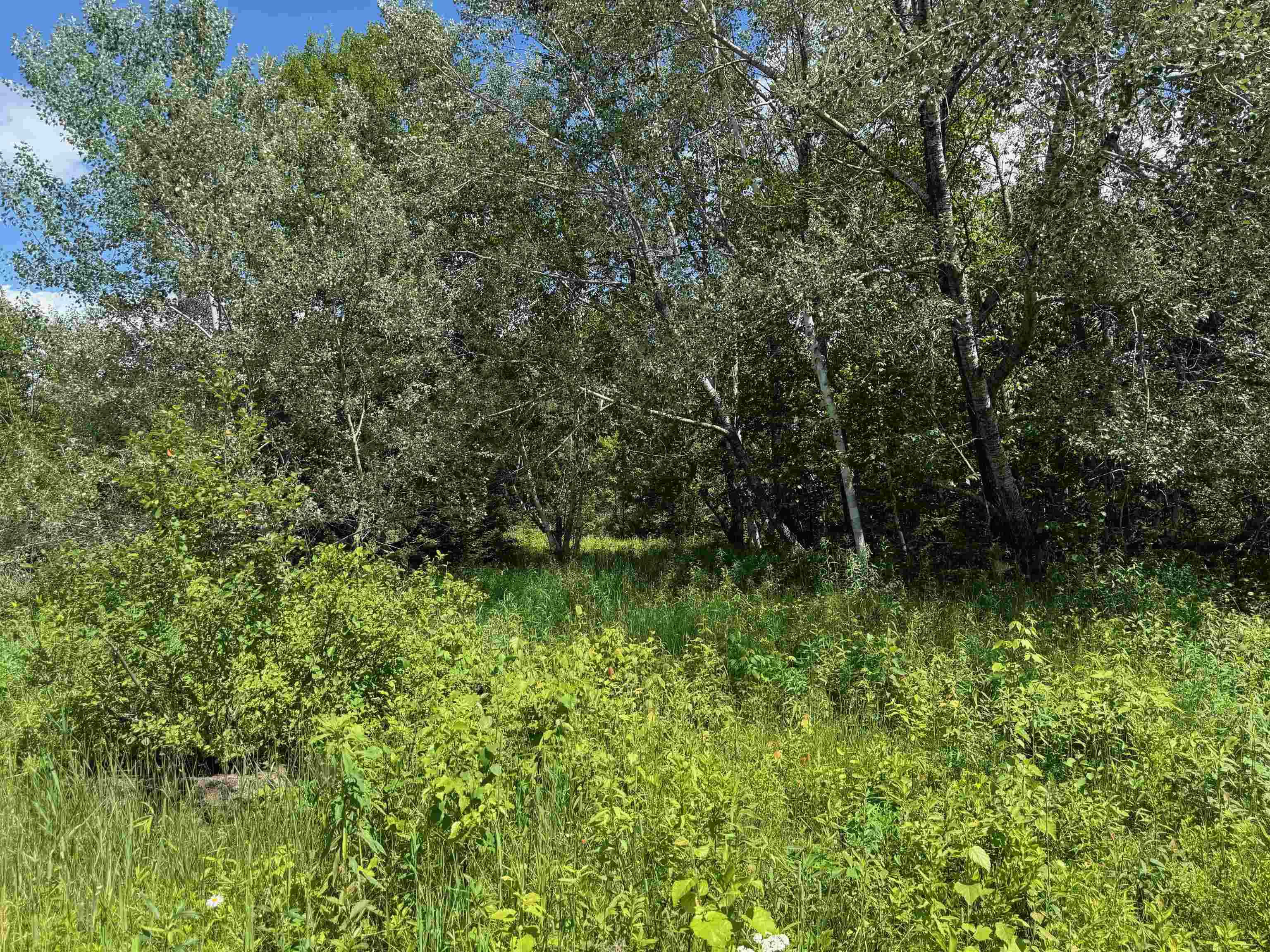 8143 Wright Road Winter, WI 54896 - Photo 13 of 24 View of tree filled area