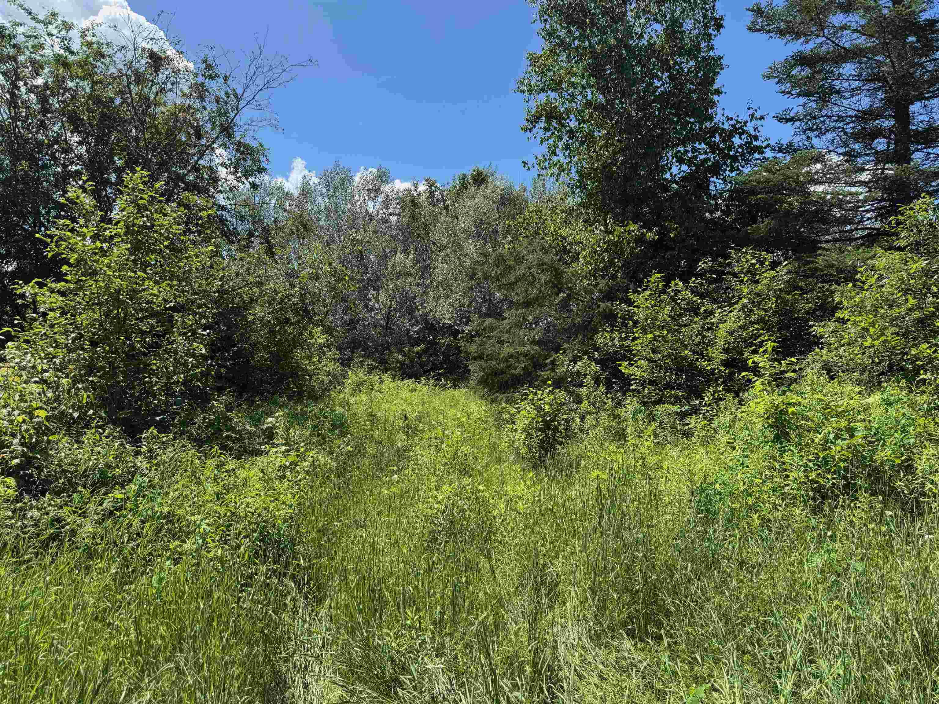 8143 Wright Road Winter, WI 54896 - Photo 7 of 24 View of nature