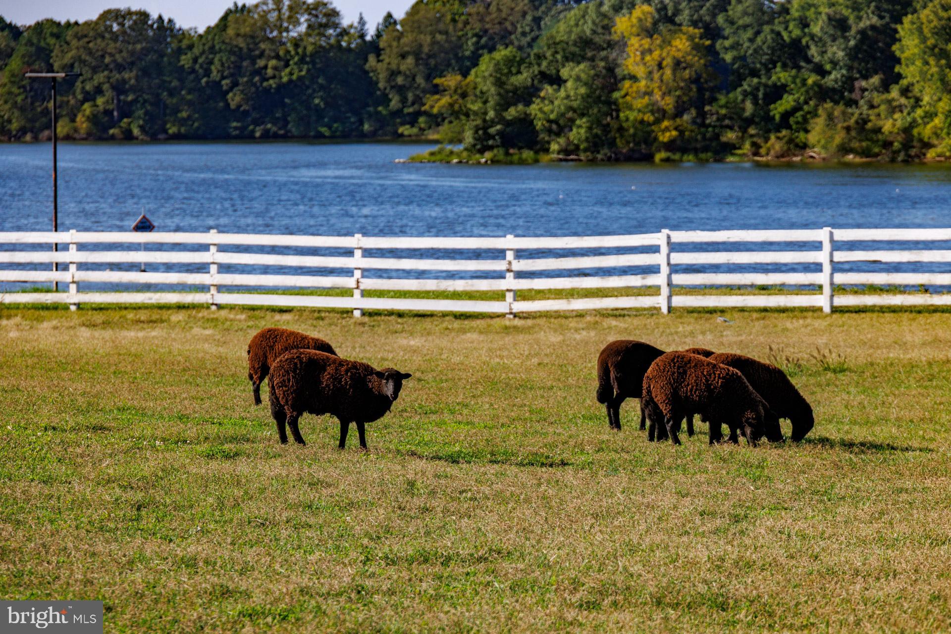 26992 Presquile Road Easton, MD 21601 - Photo 36 of 43 Fenced Pasture