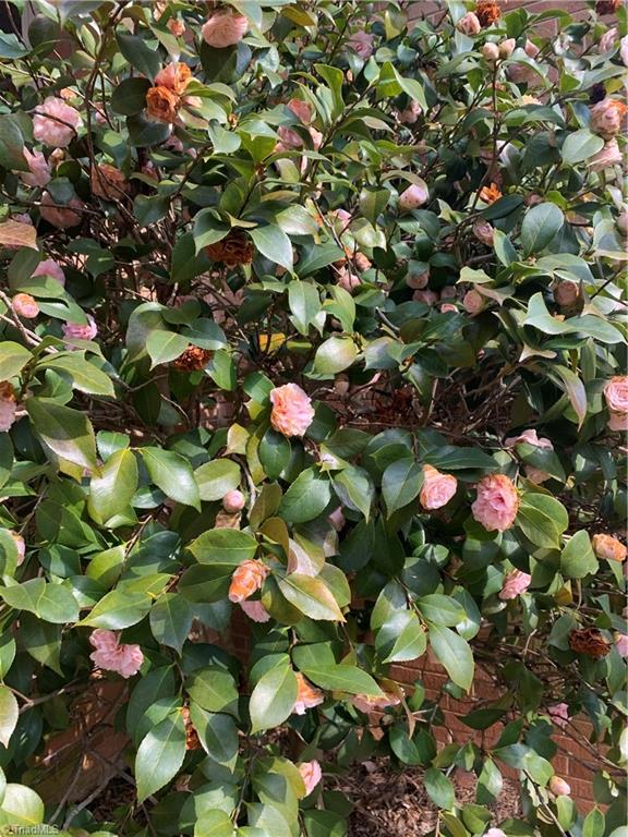 3602 Milhaven Road Winston-Salem, NC 27106 - Photo 28 of 36 A taste of spring at 3602 Milhaven.
