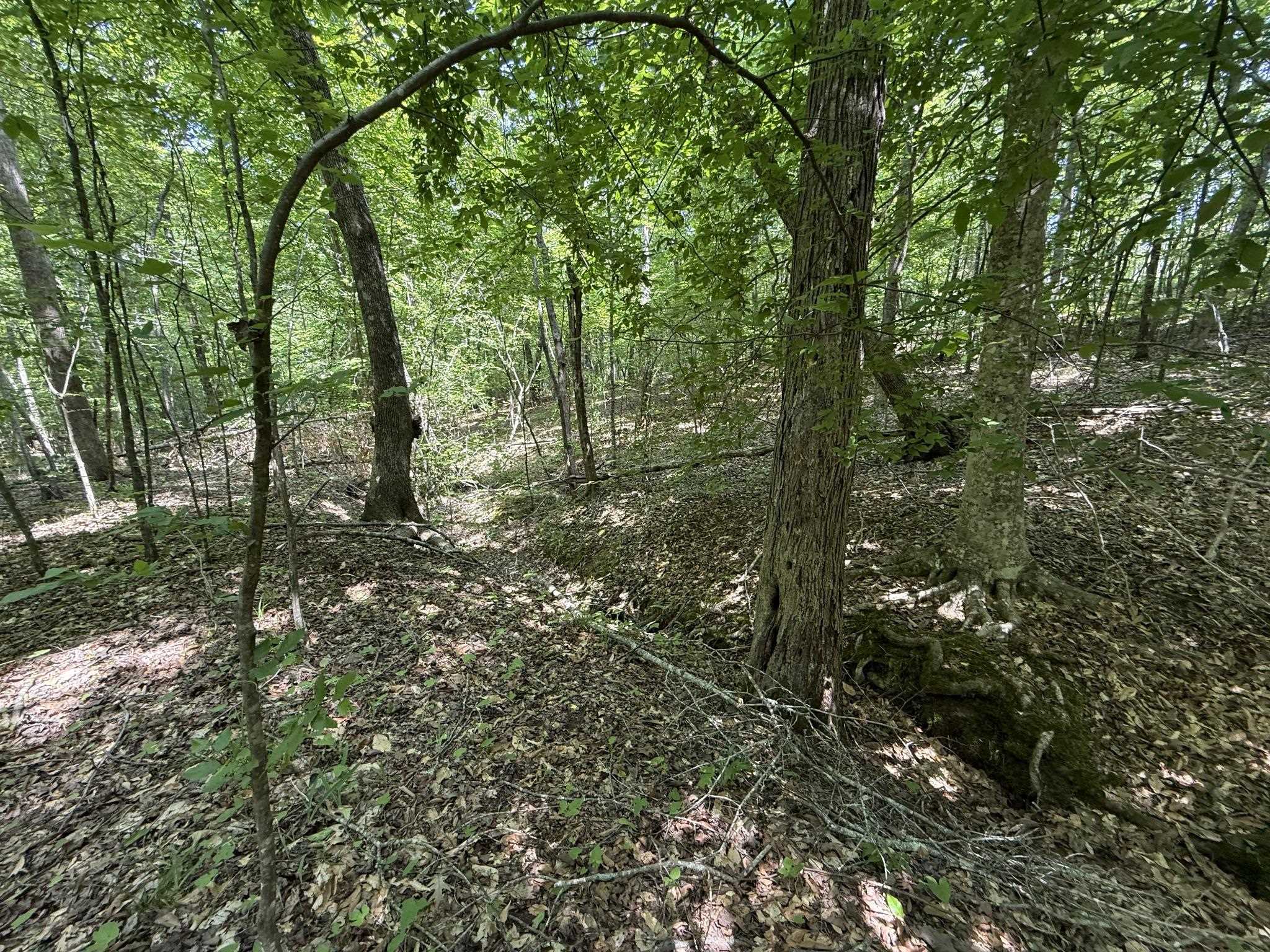 1 Carter Road Saltillo, TN 38370 - Photo 25 of 40 a big yard with lots of trees