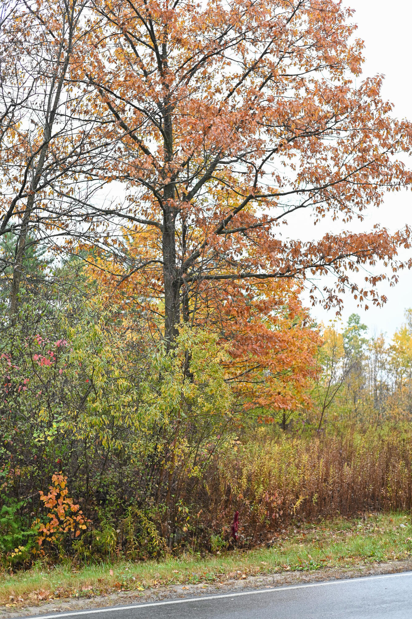 0 Stafford Road Plattsburgh, NY 12901 - Photo 8 of 14 DSC_4077