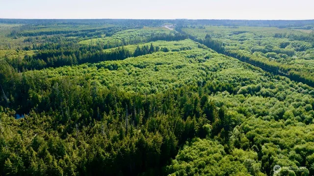a view of a lush green forest with trees and some houses