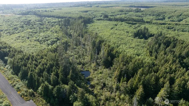 a view of a green field with lots of bushes