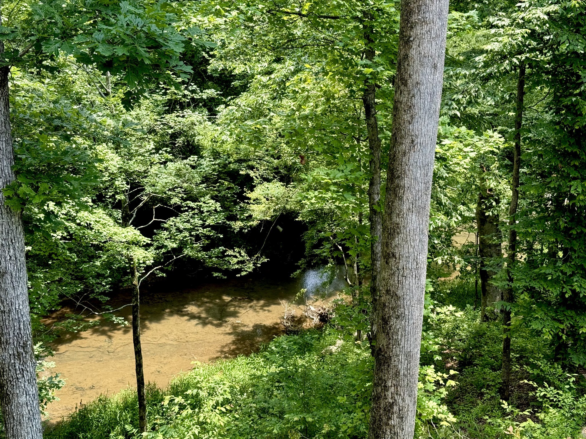 761 Metal Ford Road Hohenwald, TN 38462 - Photo 56 of 60 a view of a forest with a tree