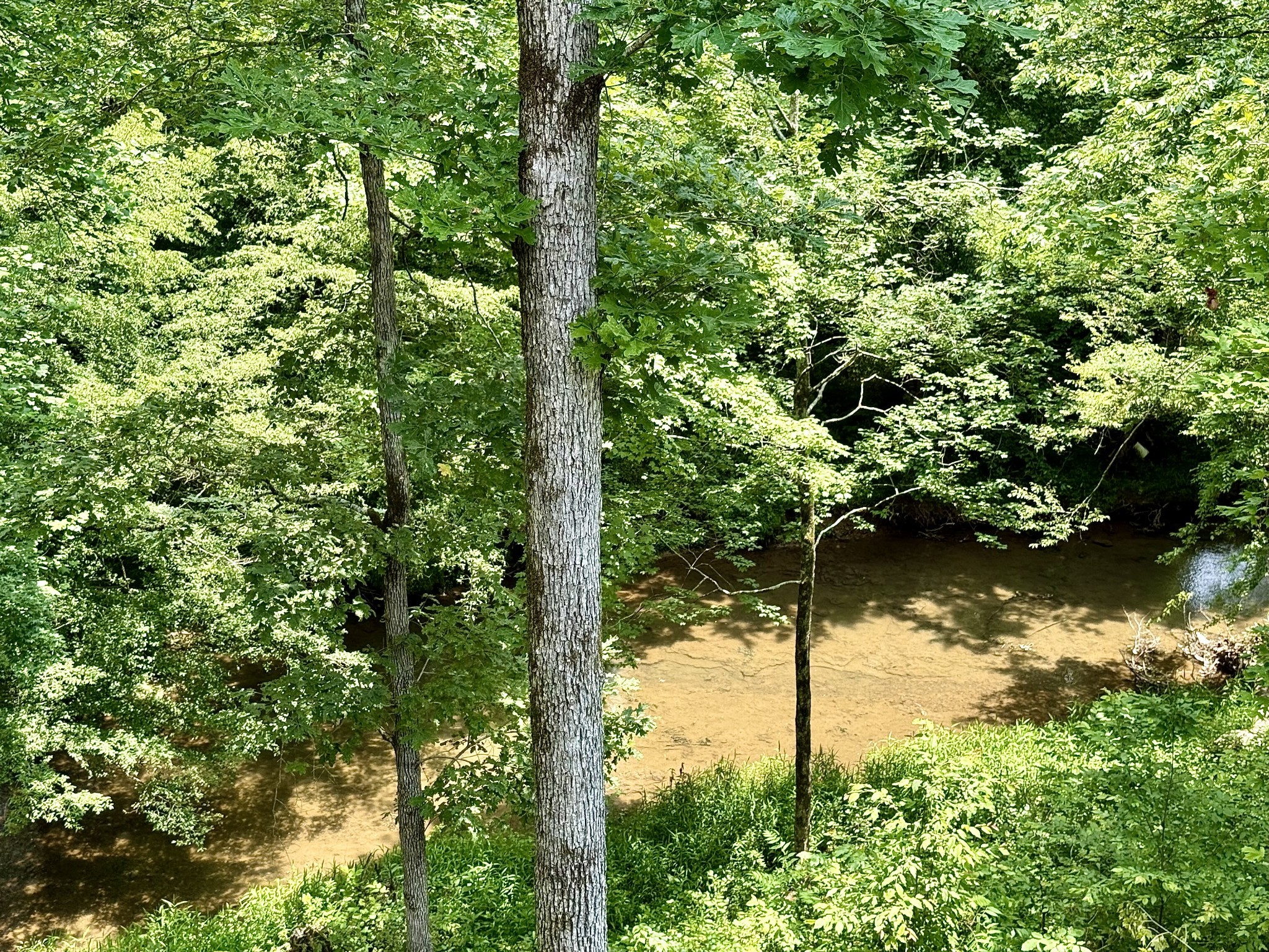 761 Metal Ford Road Hohenwald, TN 38462 - Photo 57 of 60 a view of a tree in a yard