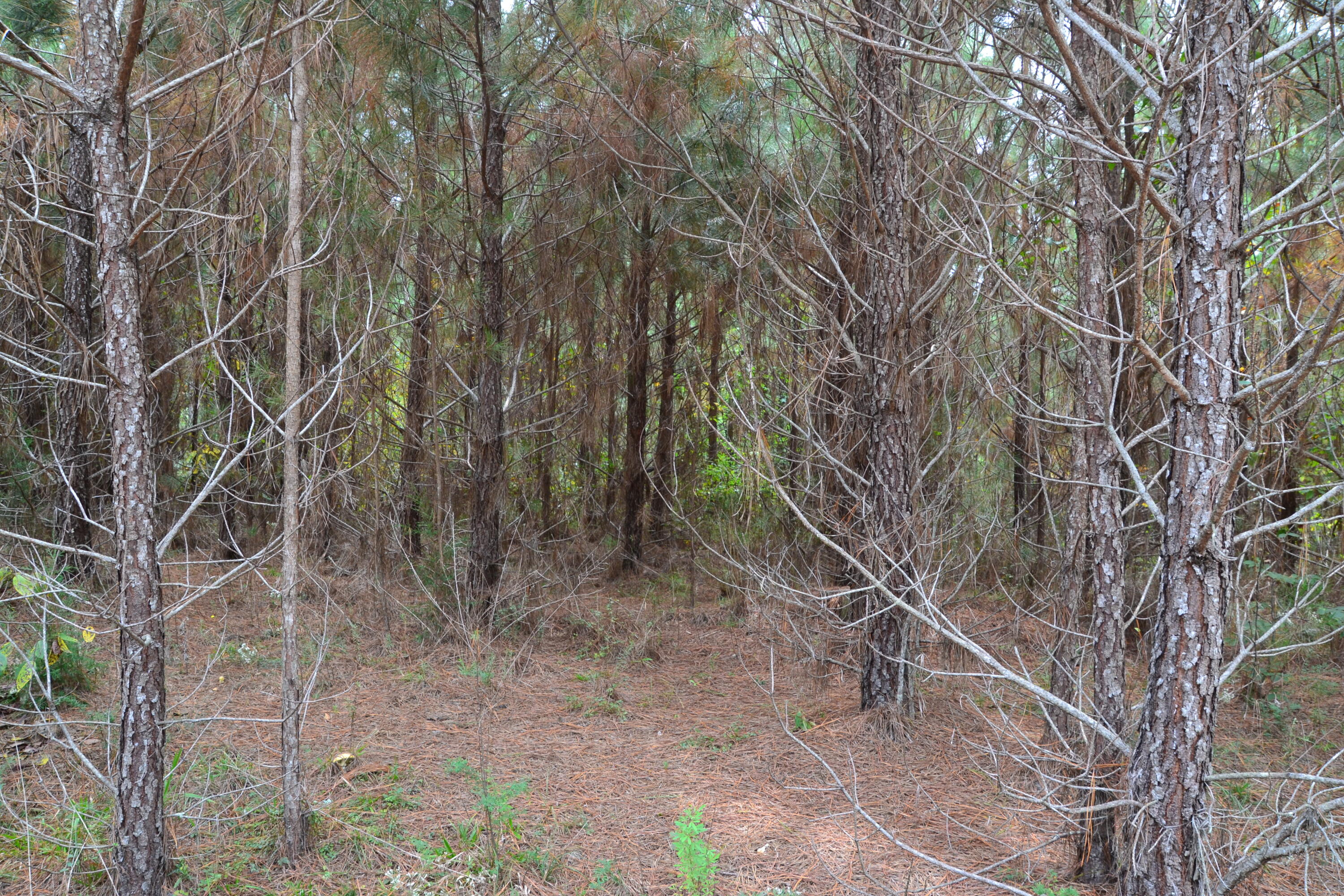 0 Asbury Road Pacolet, SC 29372 - Photo 11 of 33 DSC_0617