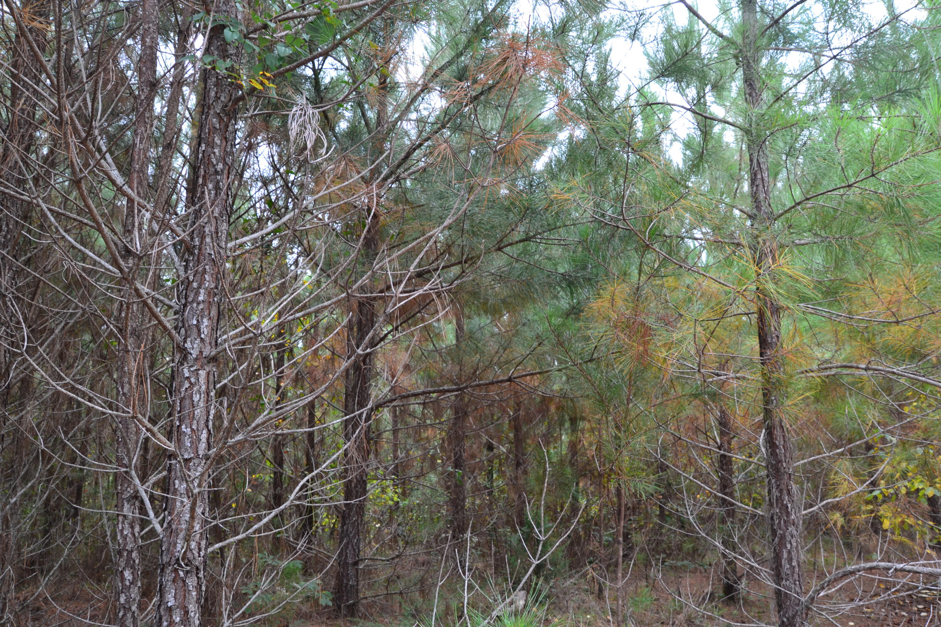 0 Asbury Road Pacolet, SC 29372 - Photo 12 of 33 DSC_0618