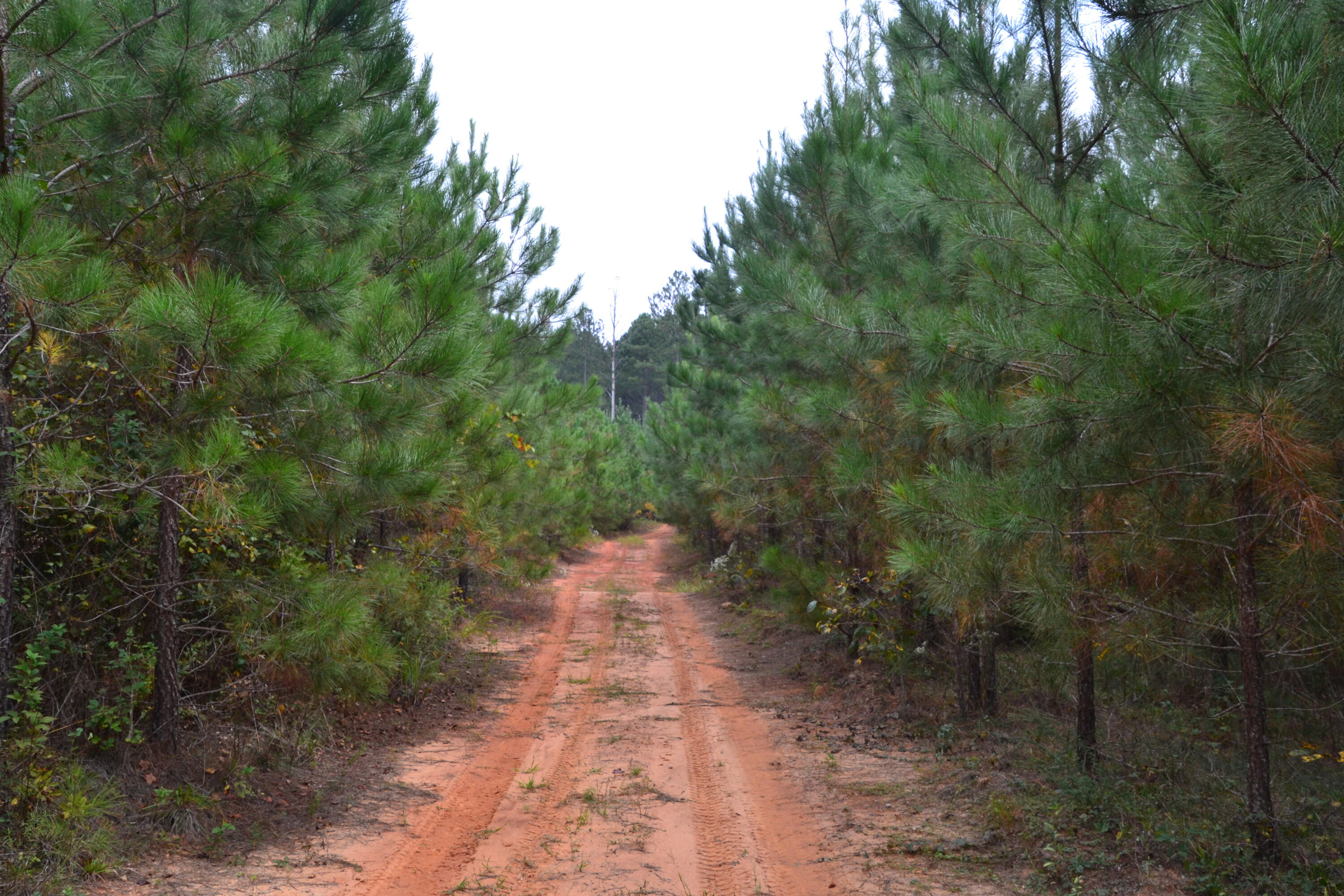 0 Asbury Road Pacolet, SC 29372 - Photo 13 of 33 DSC_0619