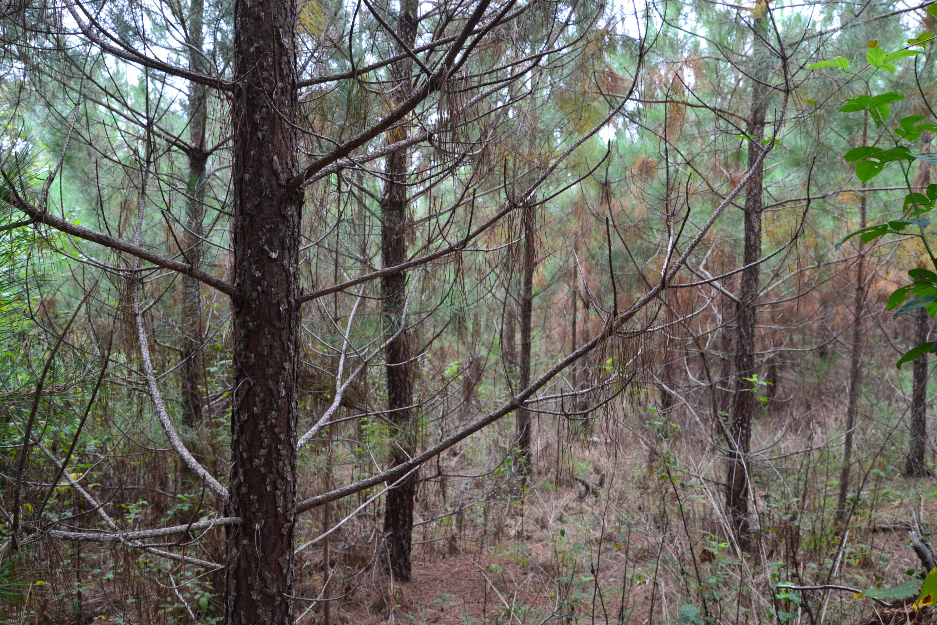 0 Asbury Road Pacolet, SC 29372 - Photo 14 of 33 DSC_0621