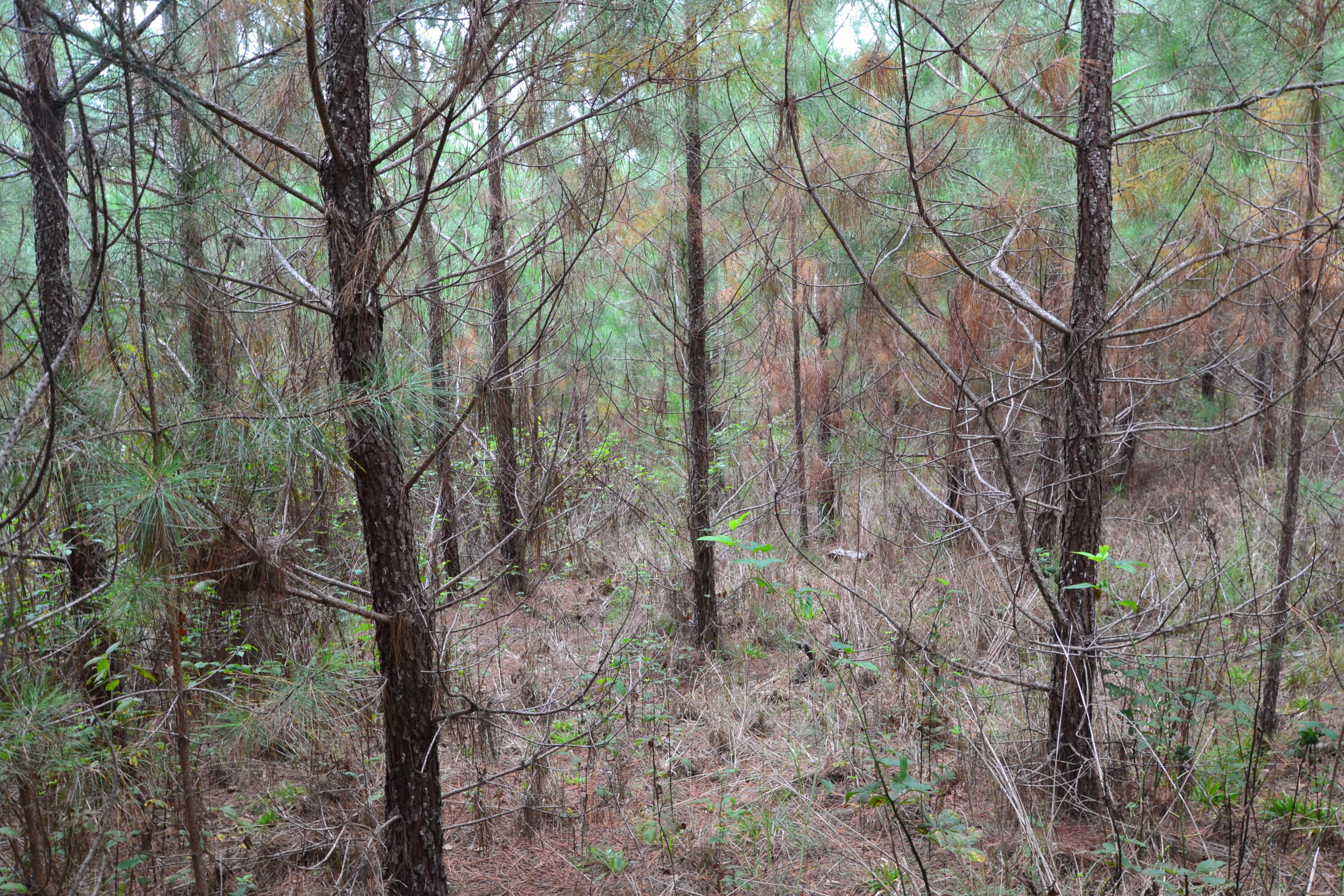 0 Asbury Road Pacolet, SC 29372 - Photo 15 of 33 DSC_0622