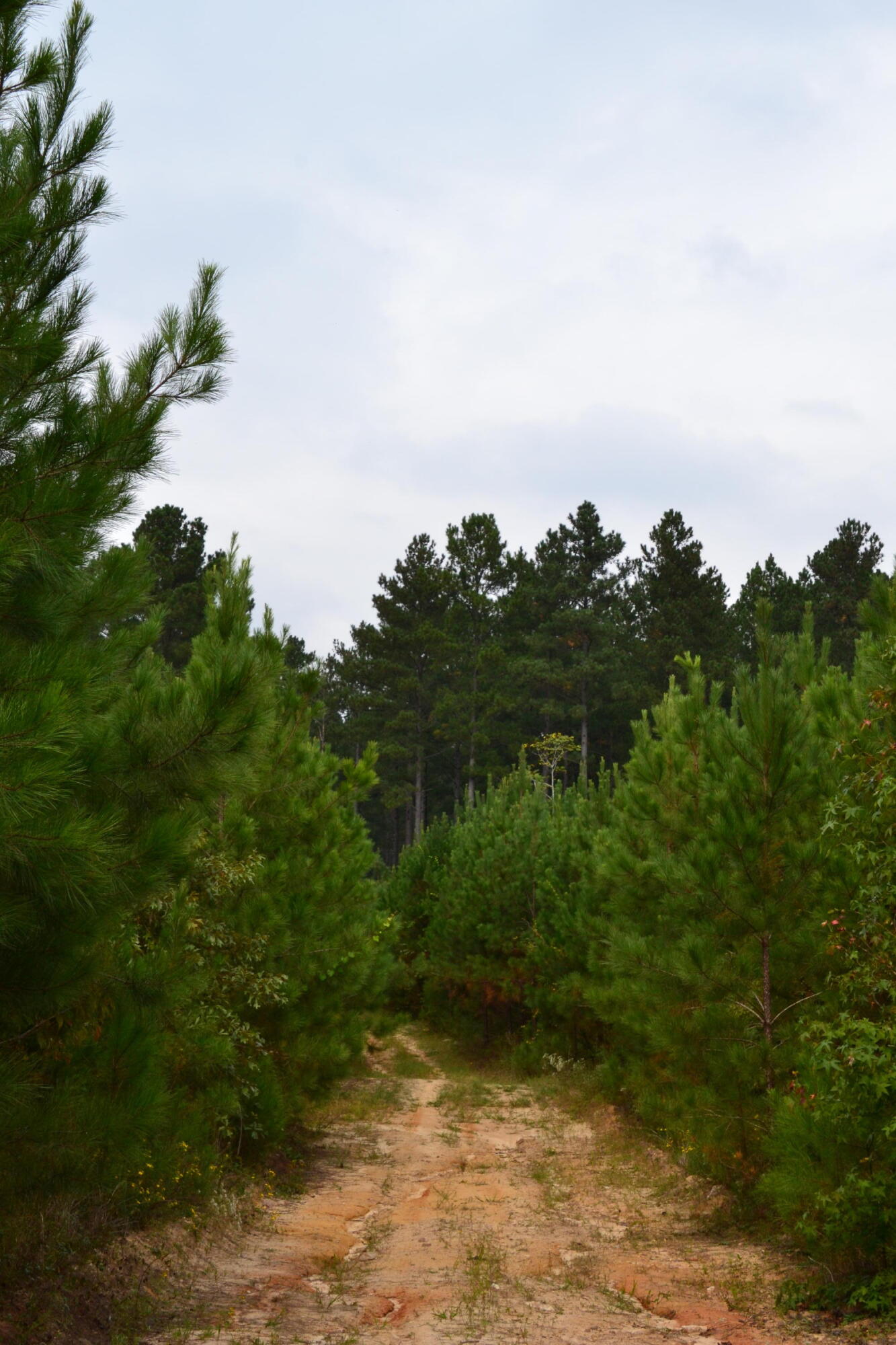 0 Asbury Road Pacolet, SC 29372 - Photo 16 of 33 DSC_0623