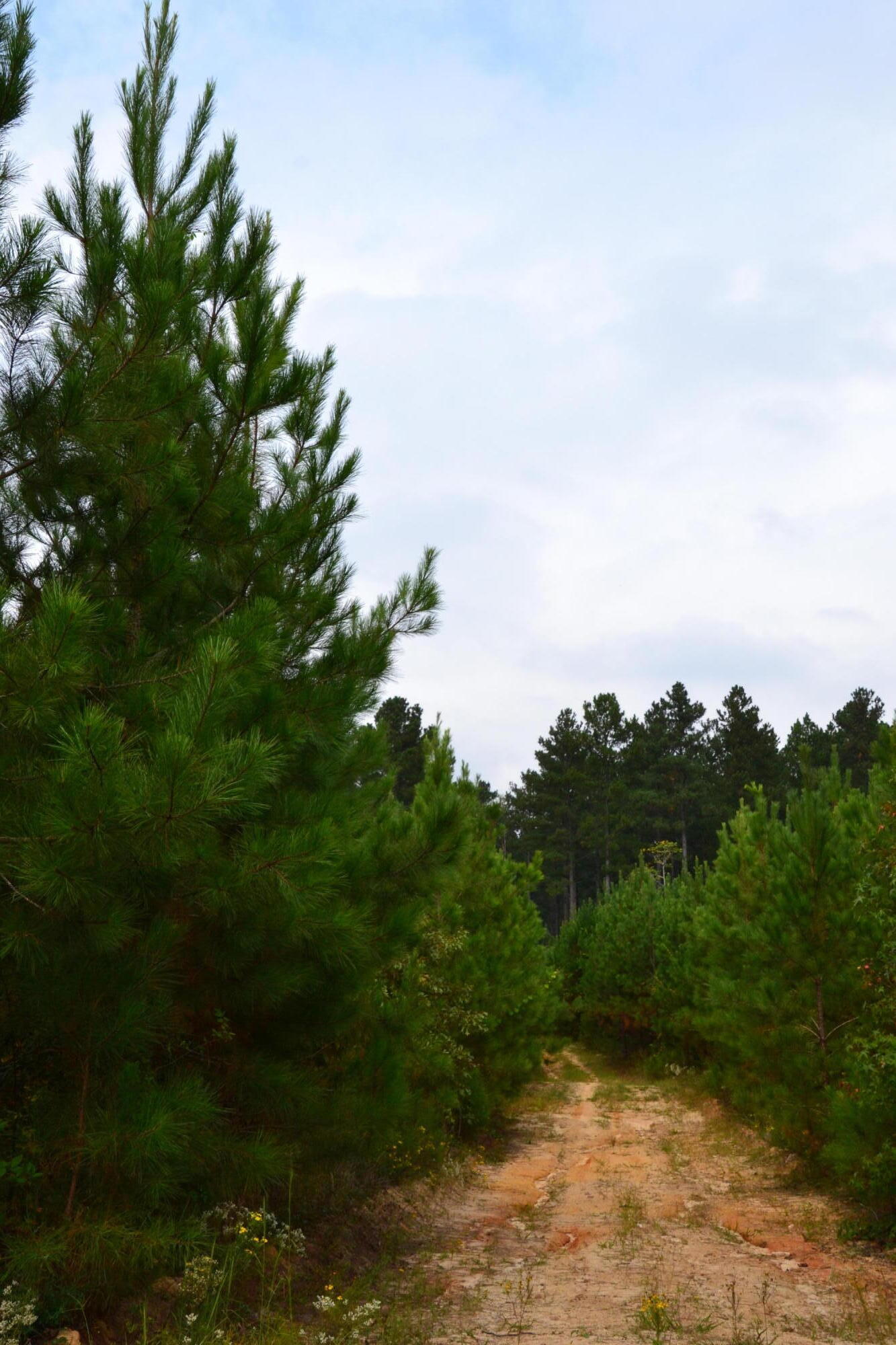 0 Asbury Road Pacolet, SC 29372 - Photo 17 of 33 DSC_0624